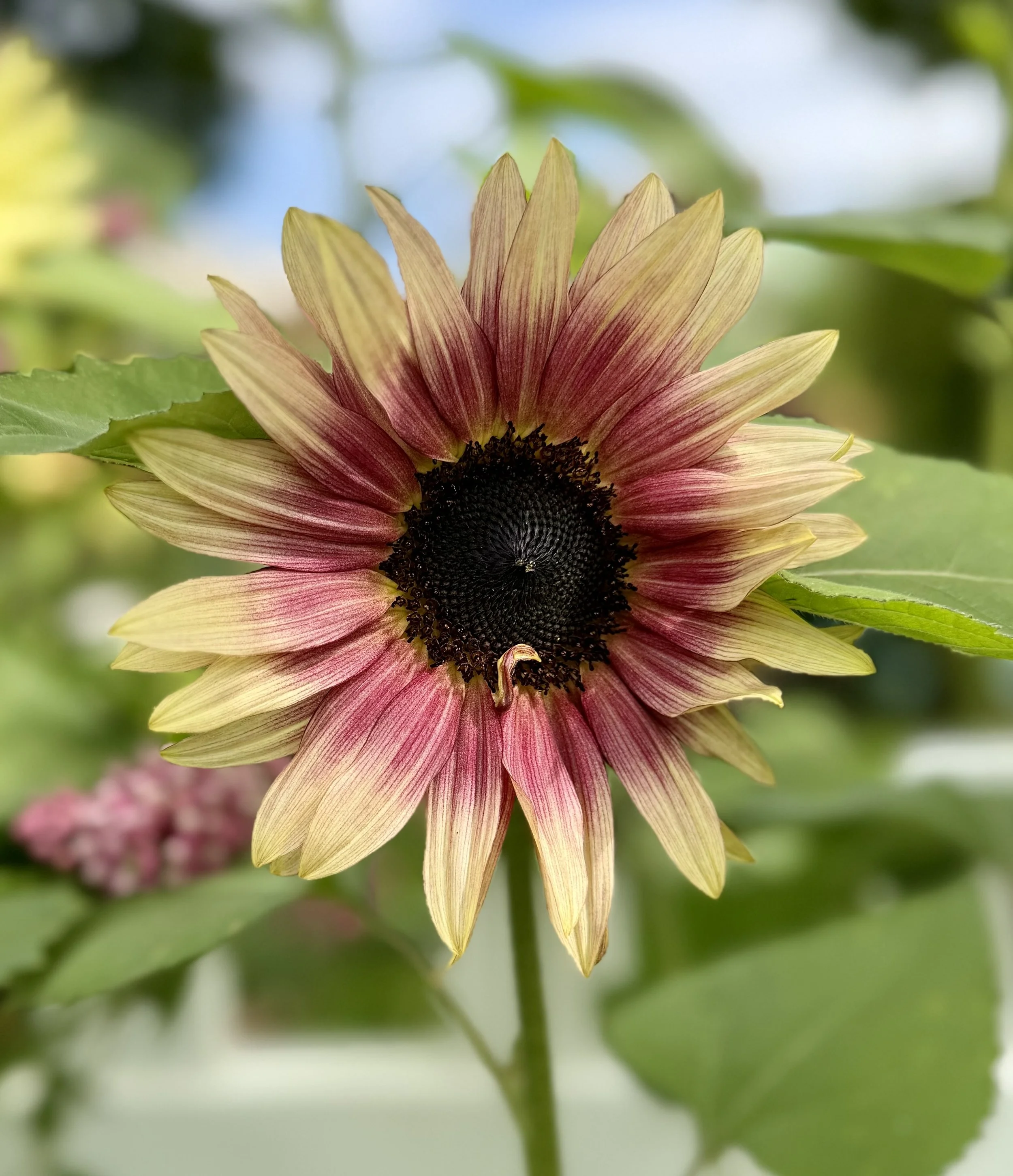  Colorful branching sunflowers in shades of golden yellow, orange, bronze, and deep red blooming in a vibrant summer garden. 