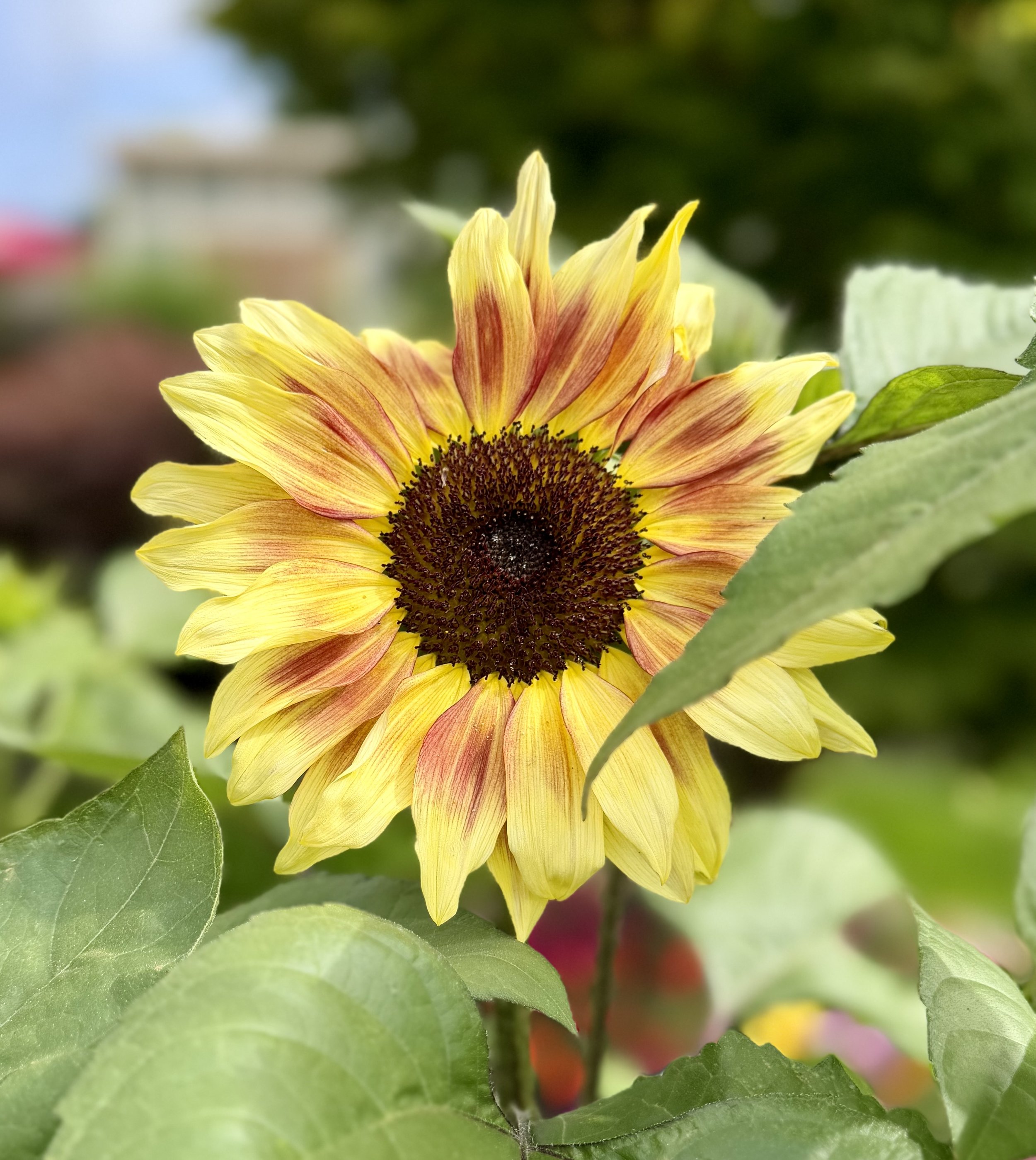  Colorful branching sunflowers in shades of golden yellow, orange, bronze, and deep red blooming in a vibrant summer garden. 