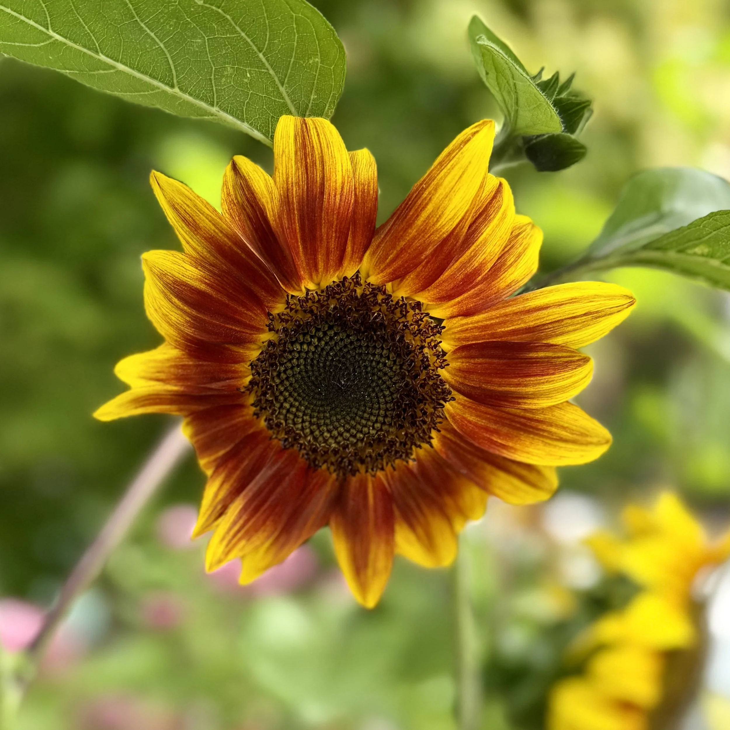  Colorful branching sunflowers in shades of golden yellow, orange, bronze, and deep red blooming in a vibrant summer garden. 
