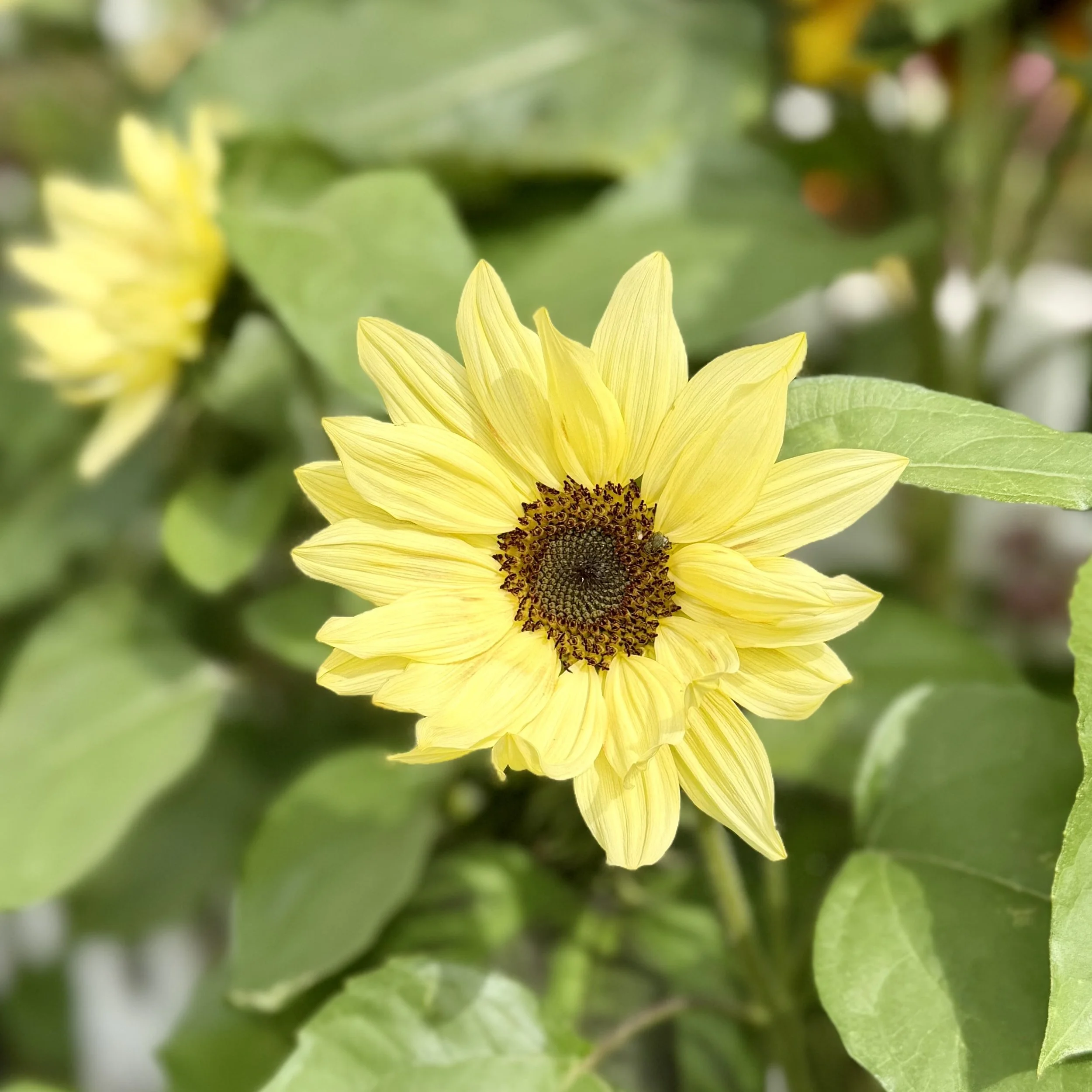  Colorful branching sunflowers in shades of golden yellow, orange, bronze, and deep red blooming in a vibrant summer garden. 