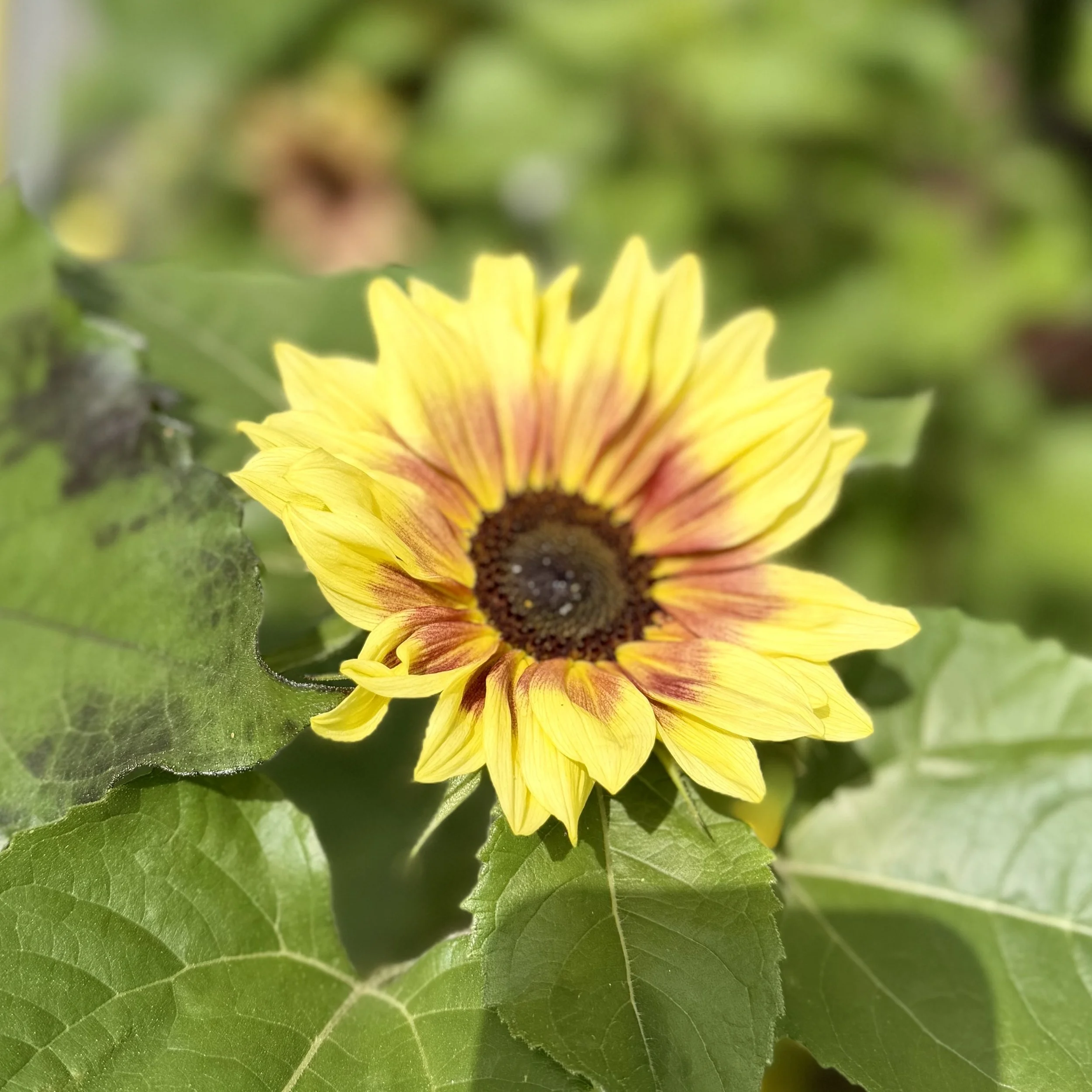  Colorful branching sunflowers in shades of golden yellow, orange, bronze, and deep red blooming in a vibrant summer garden. 