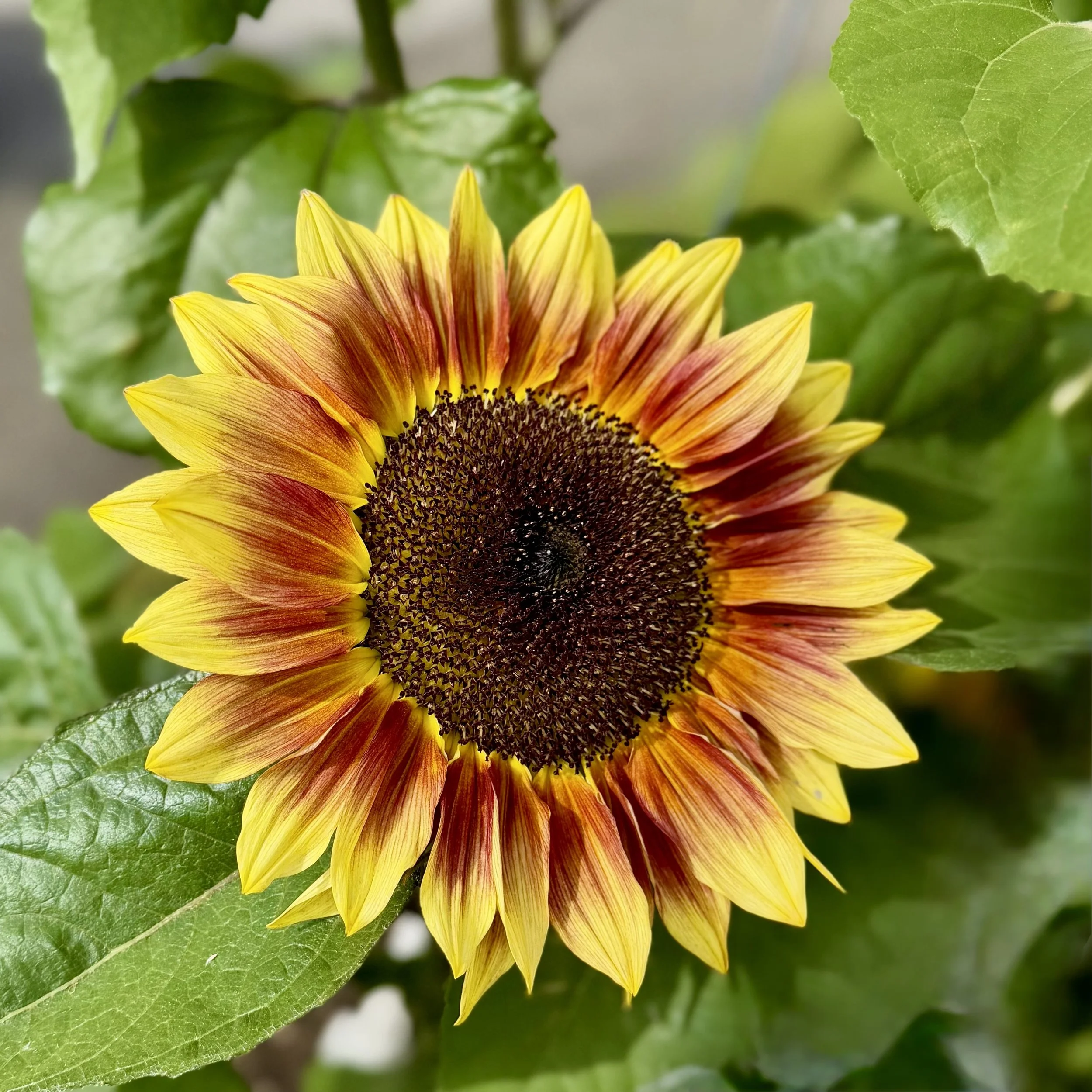  Colorful branching sunflowers in shades of golden yellow, orange, bronze, and deep red blooming in a vibrant summer garden. 