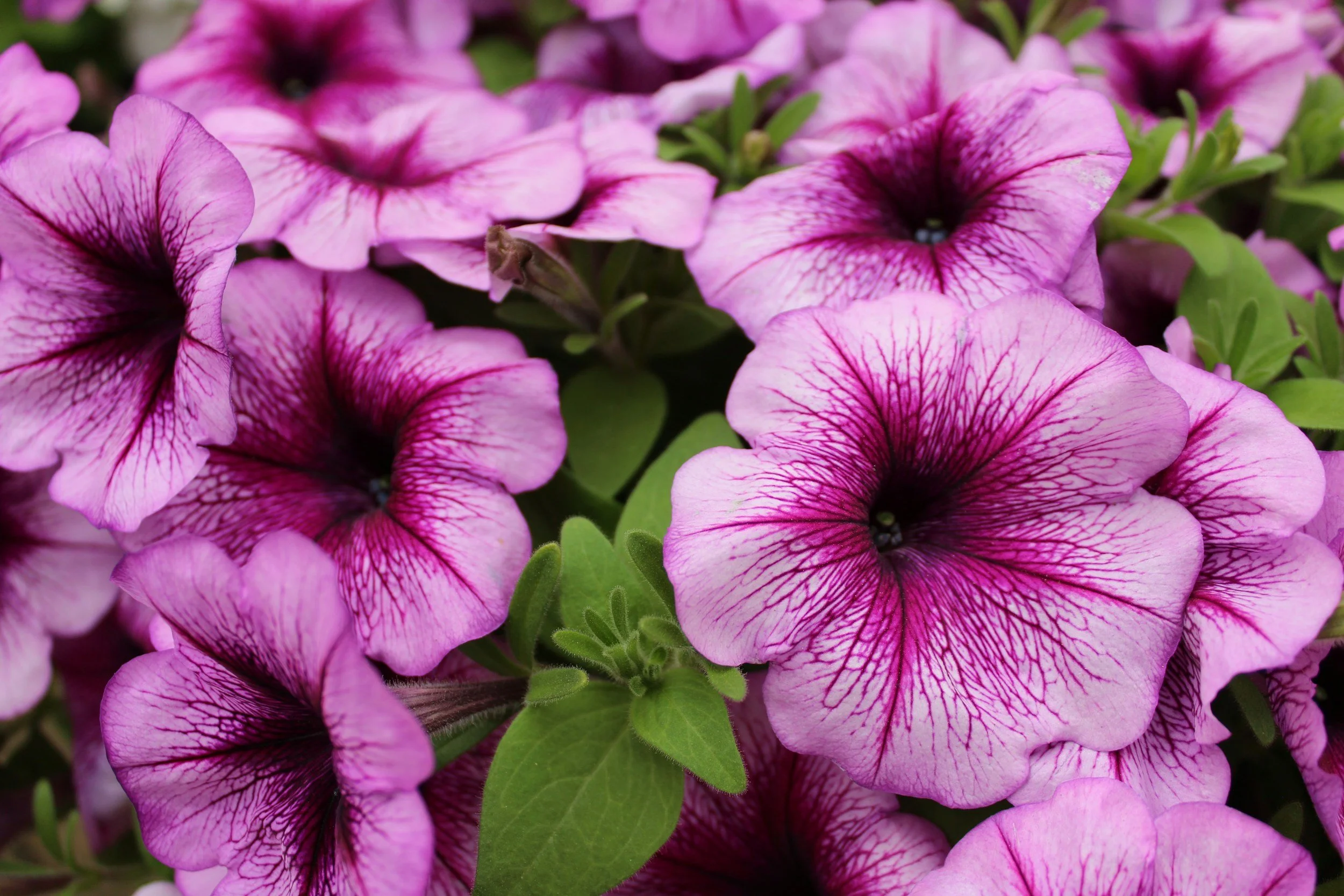  lose-up of vivid purple petunia flowers with dark centers. 