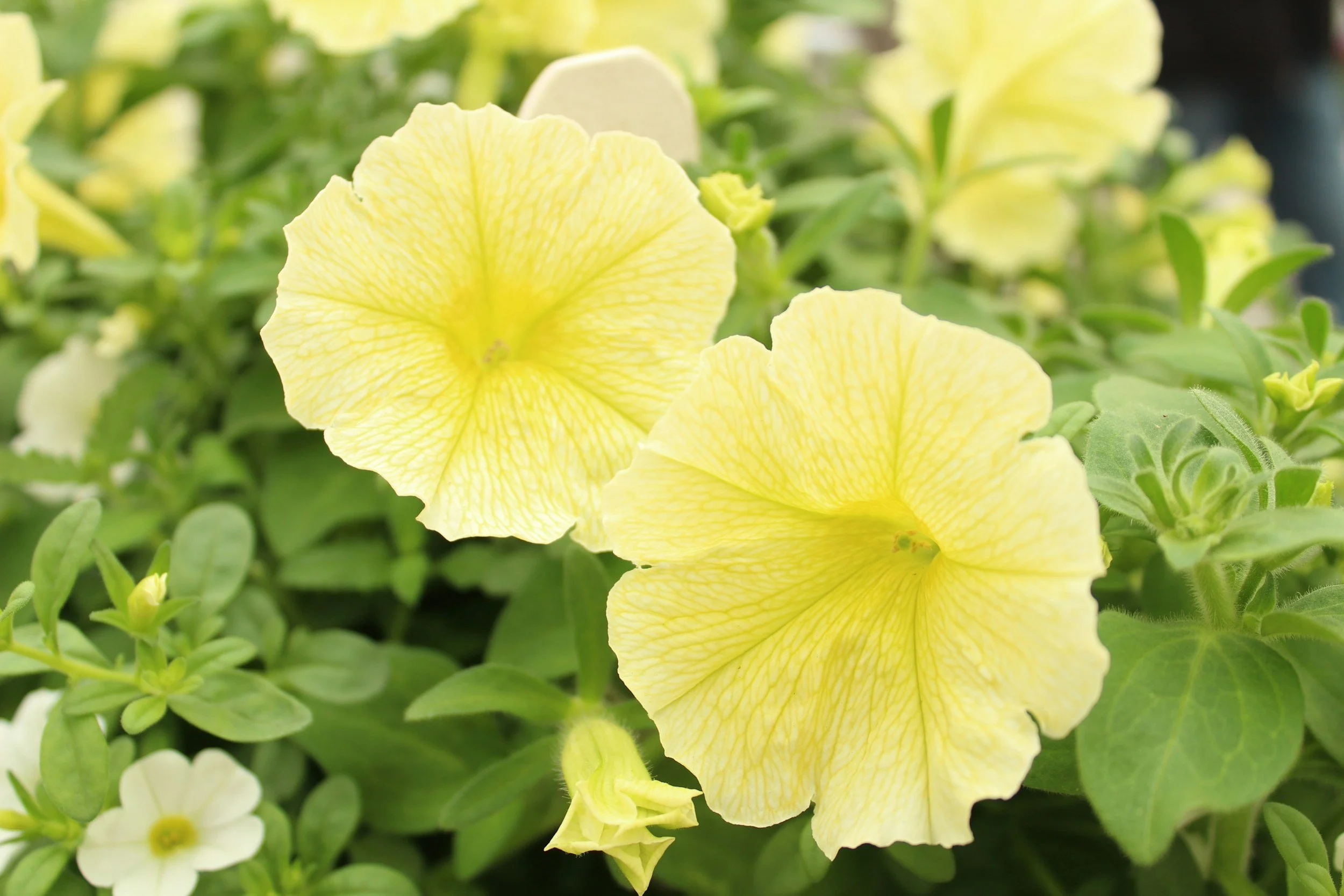  lose-up of vivid yellow petunia flowers with bright centers. 