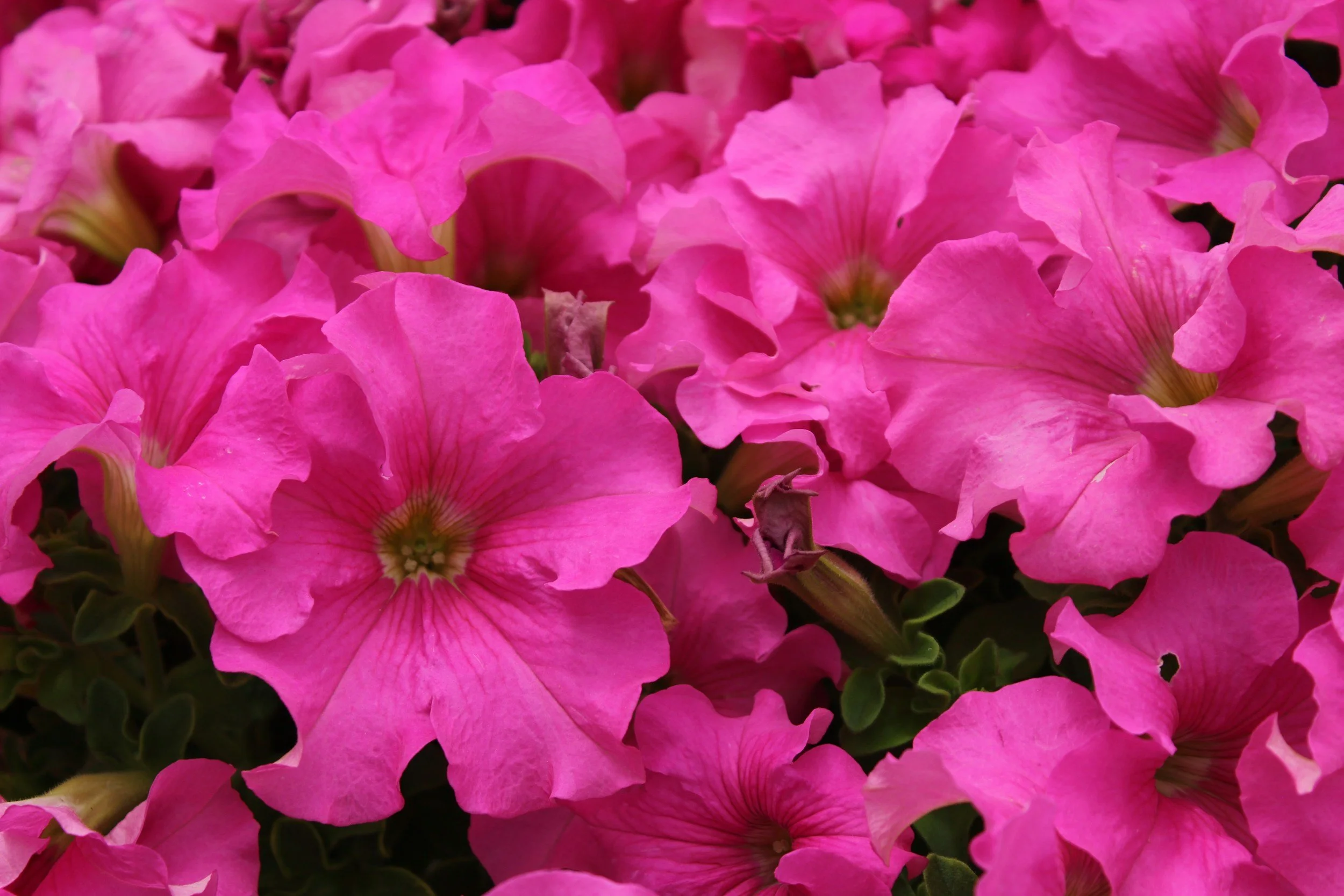  lose-up of vivid pink  petunia flowers with pink centers. 