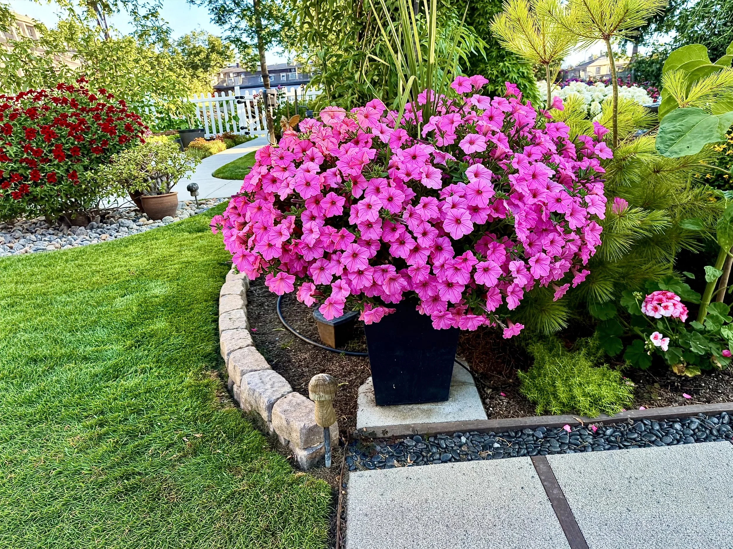 Petunias Then and Now: Exploring Their Colors, Forms, and Varieties