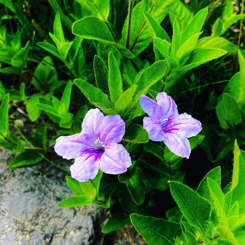 Native Petunia Flower
