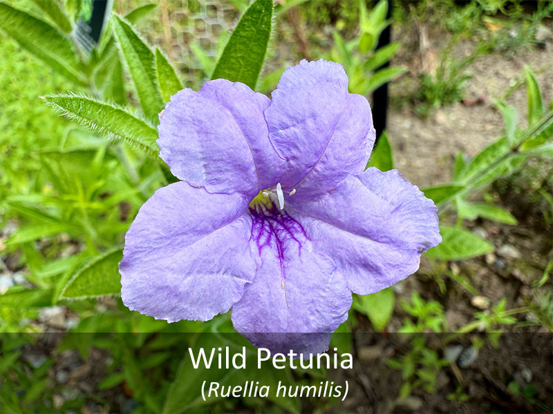 Native Petunia Flower