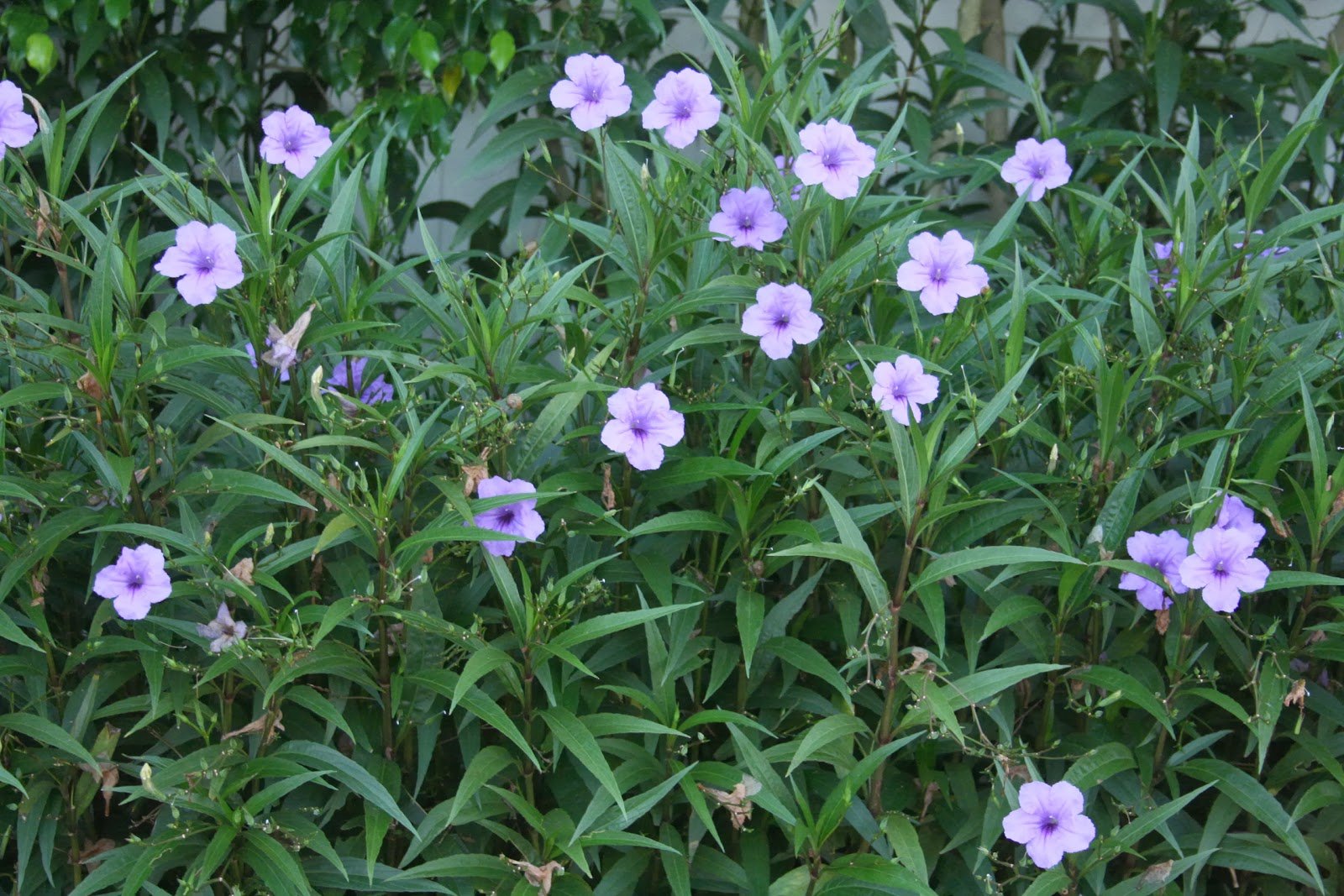 Native Petunia Plant