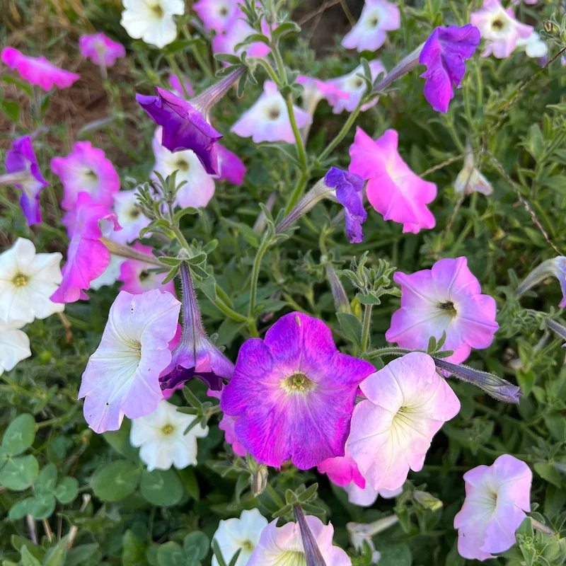 Traditional Petunias 