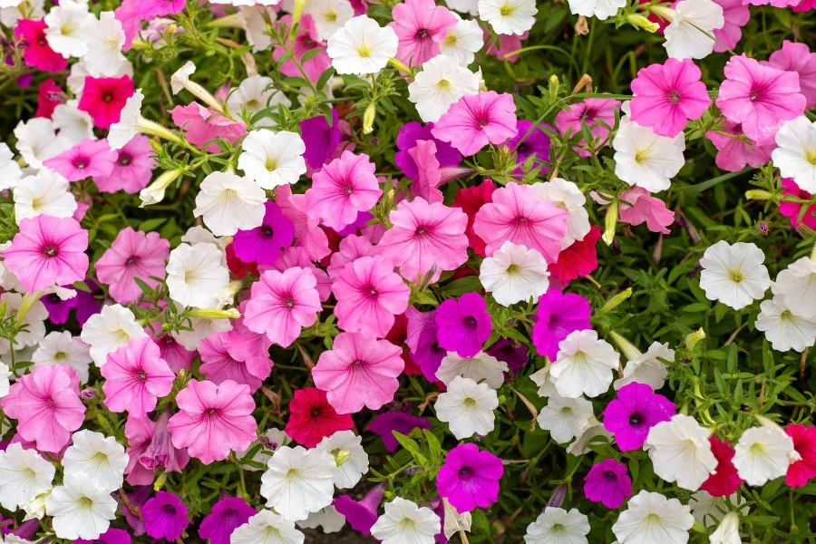 Modern Cultivar Petunias