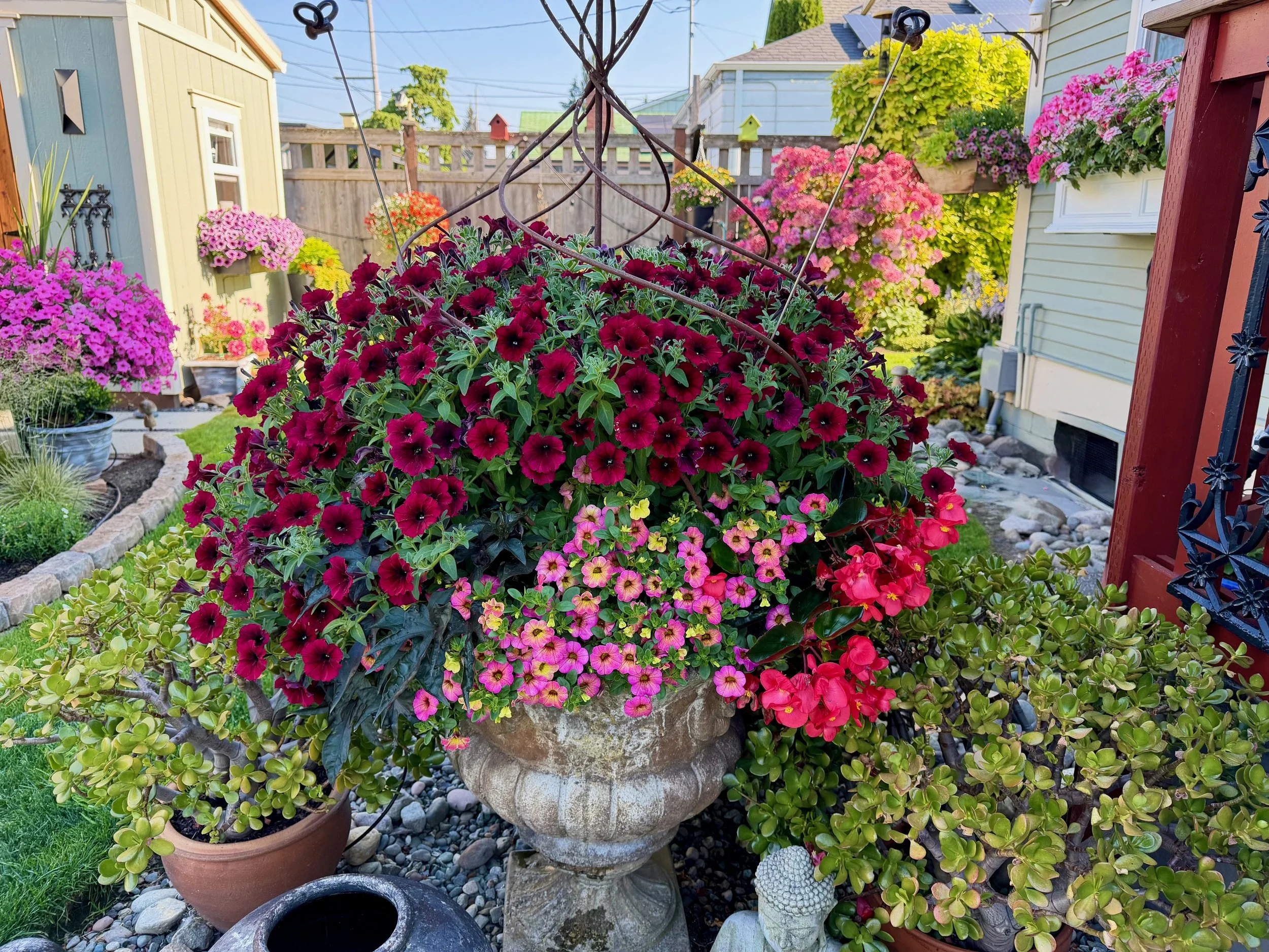 Front View (petunia,  calibrachoas and begonia) 