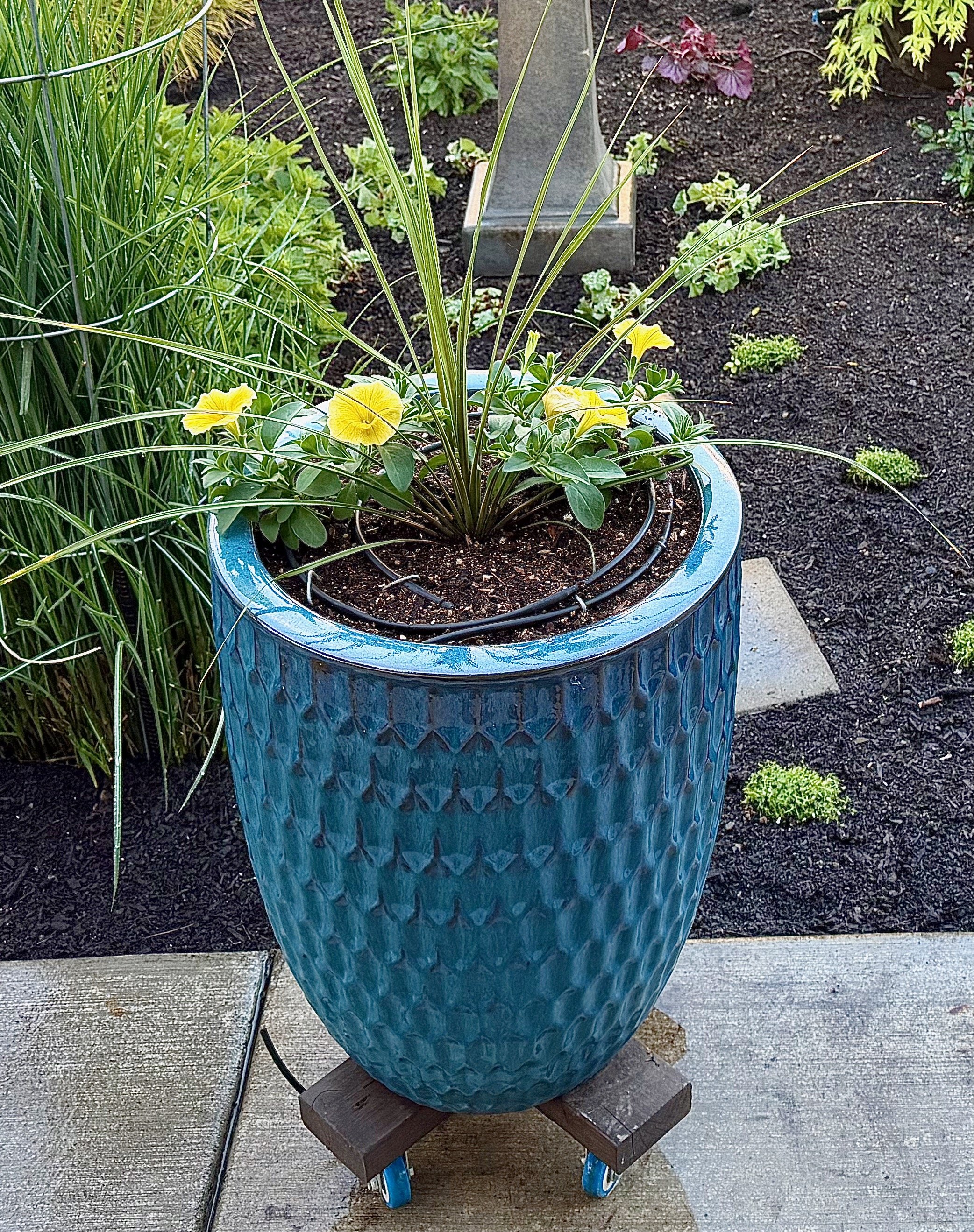 Planted May 7th