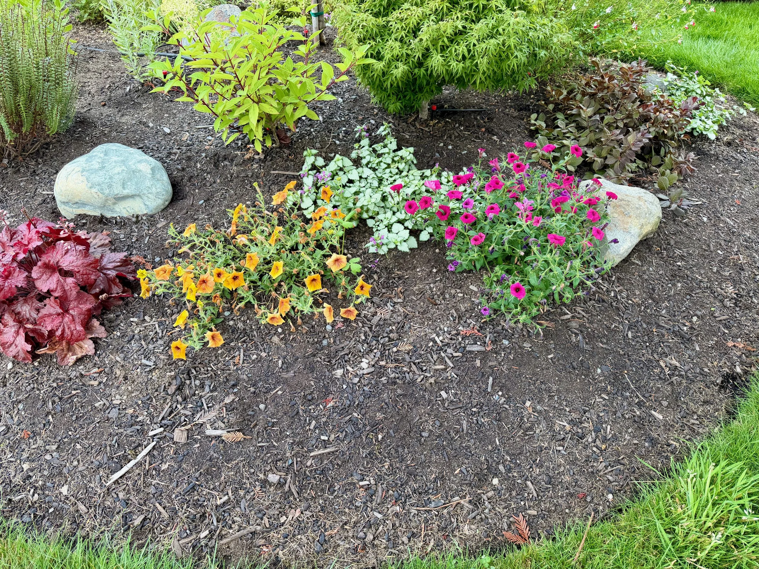 Supertunia® Honey™ and Royla Magenta® II In Part Sun