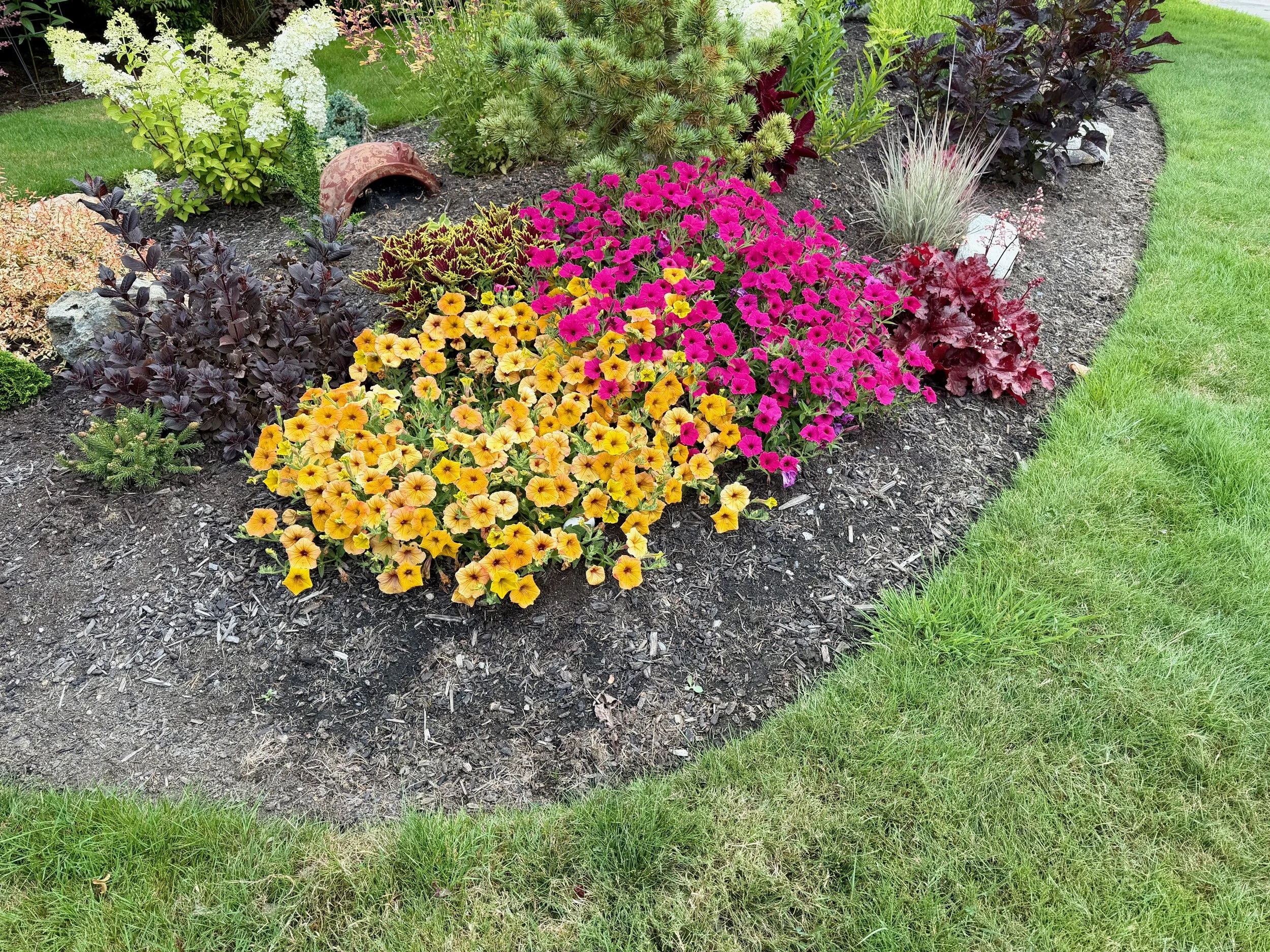 Supertunia® Honey™ and Royla Magenta® II In Sun 