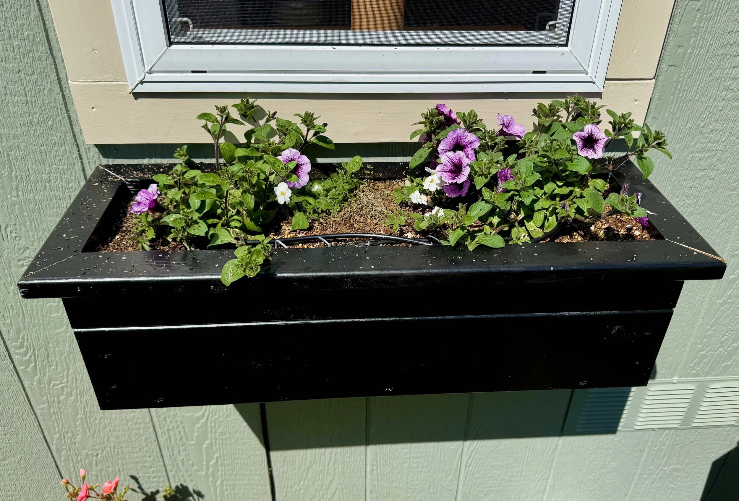 Planted May 7th 