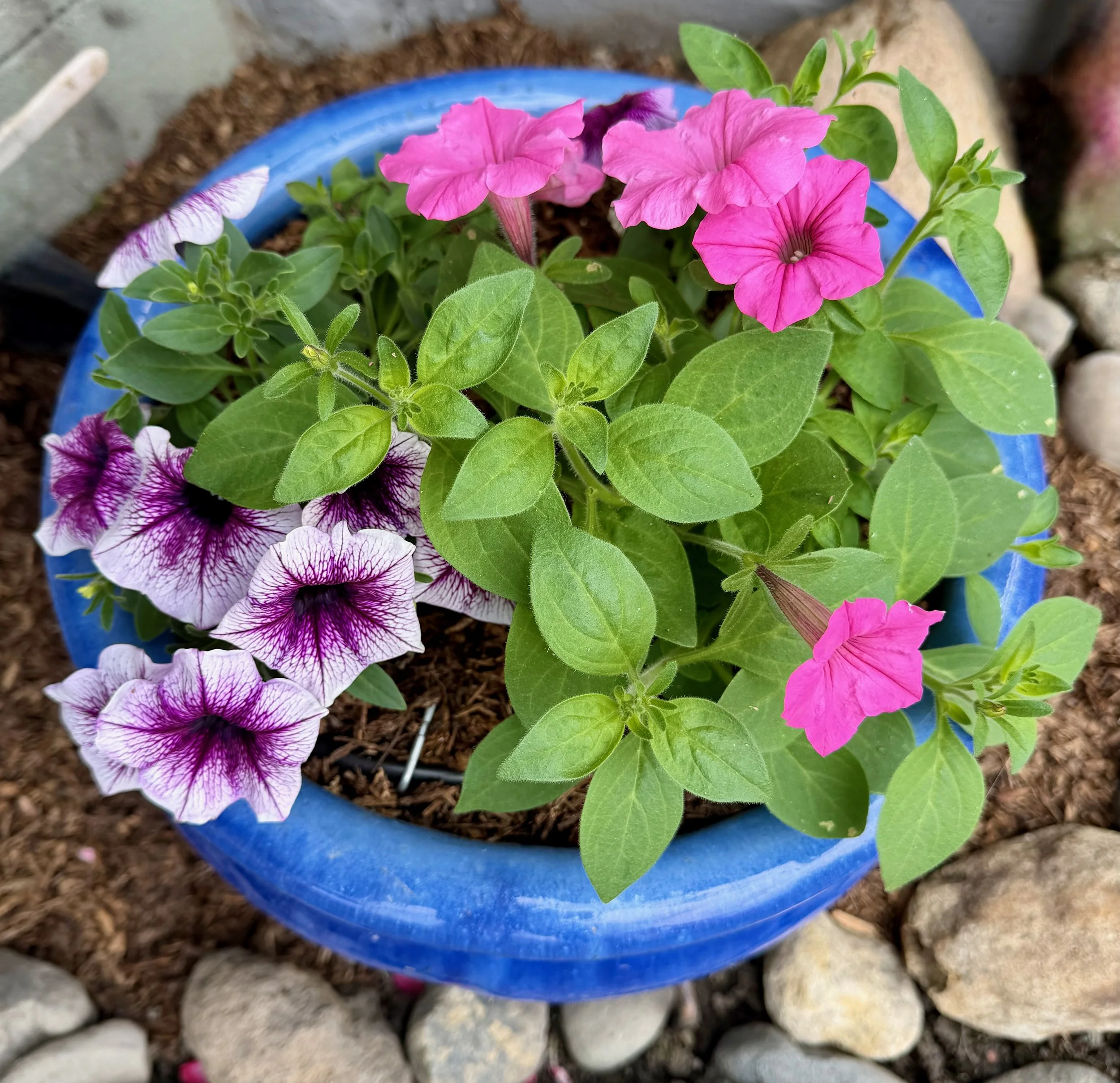 Supertunia® Bordeaux™ and Supertunia® Bubblegum®