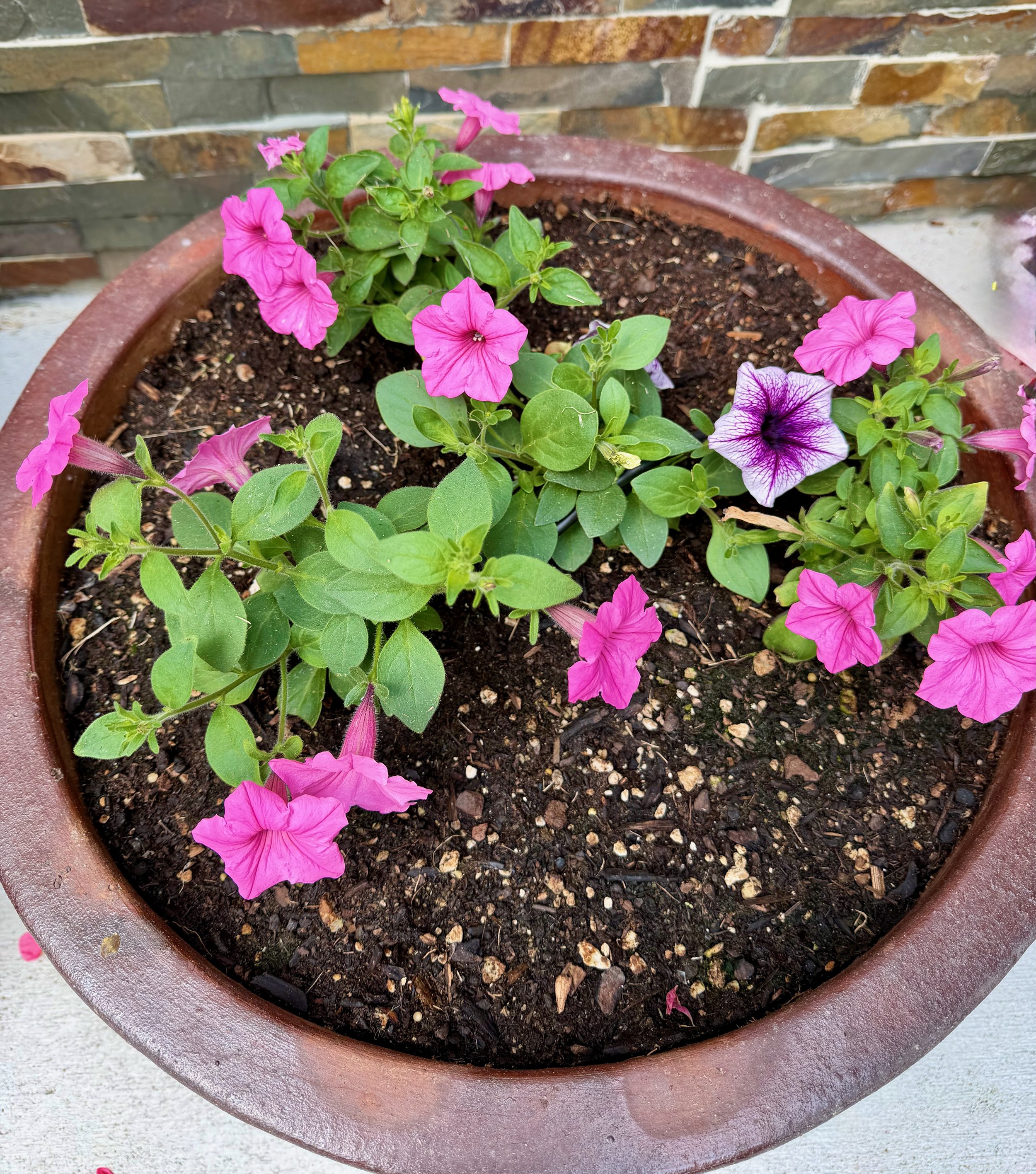 Supertunia® Bordeaux™ and Supertunia® Bubblegum®