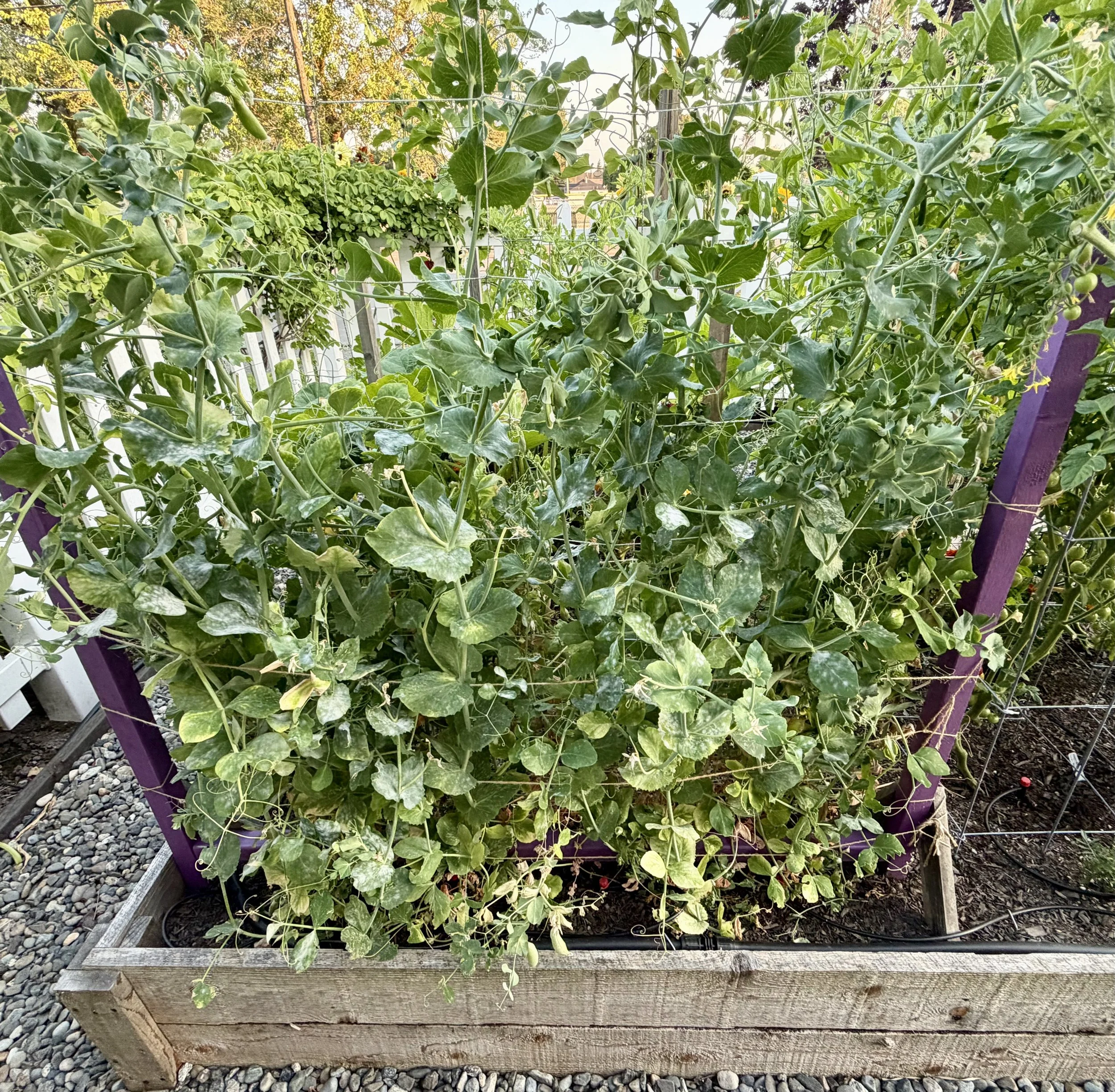 Pea vines in full summer growth.