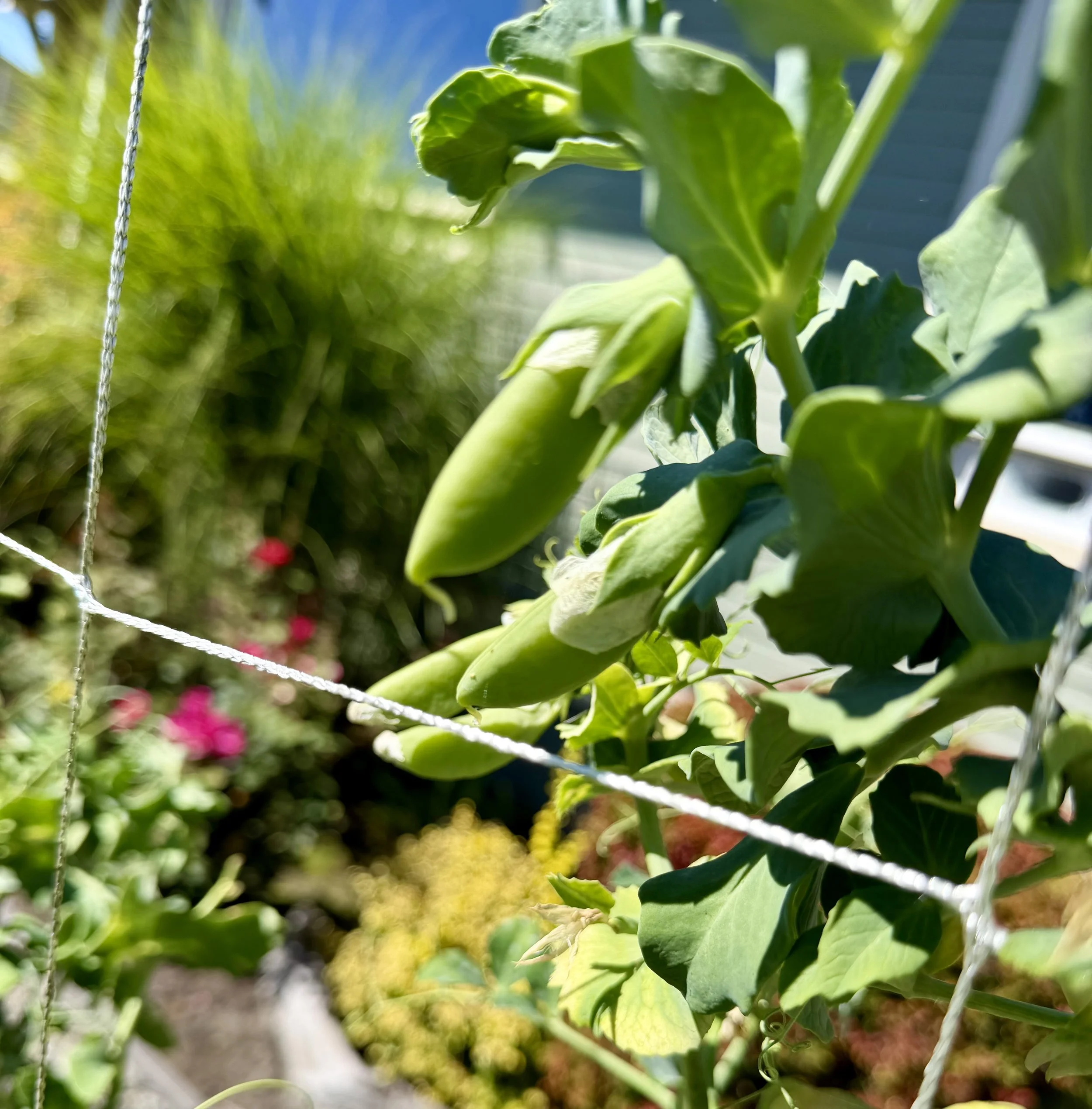 Fresh peas ready for picking.