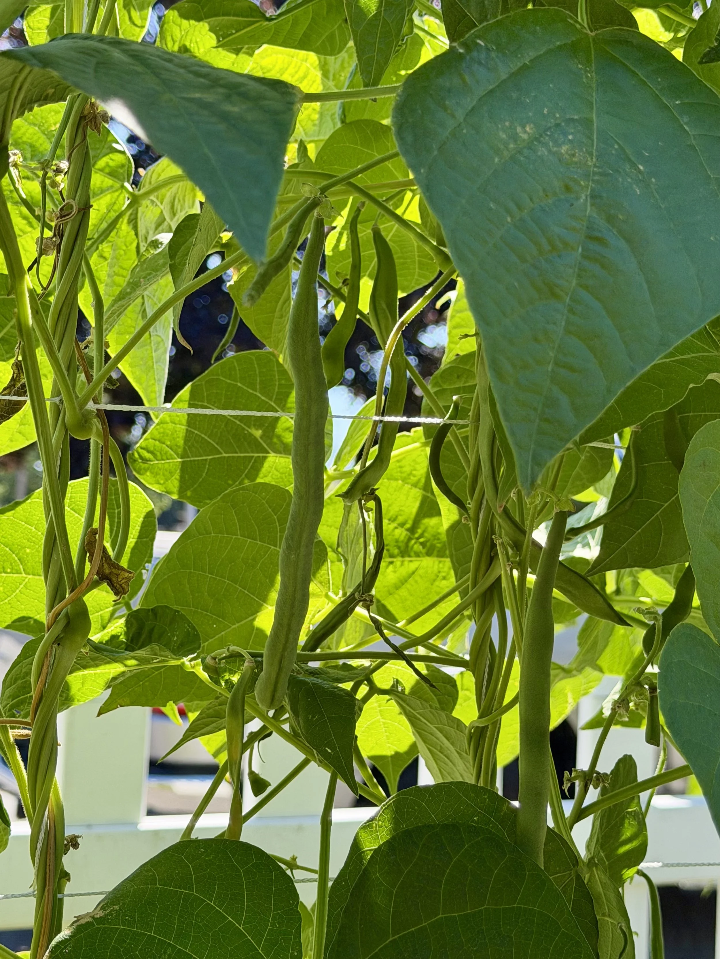 Green beans growing in the summer sun.
