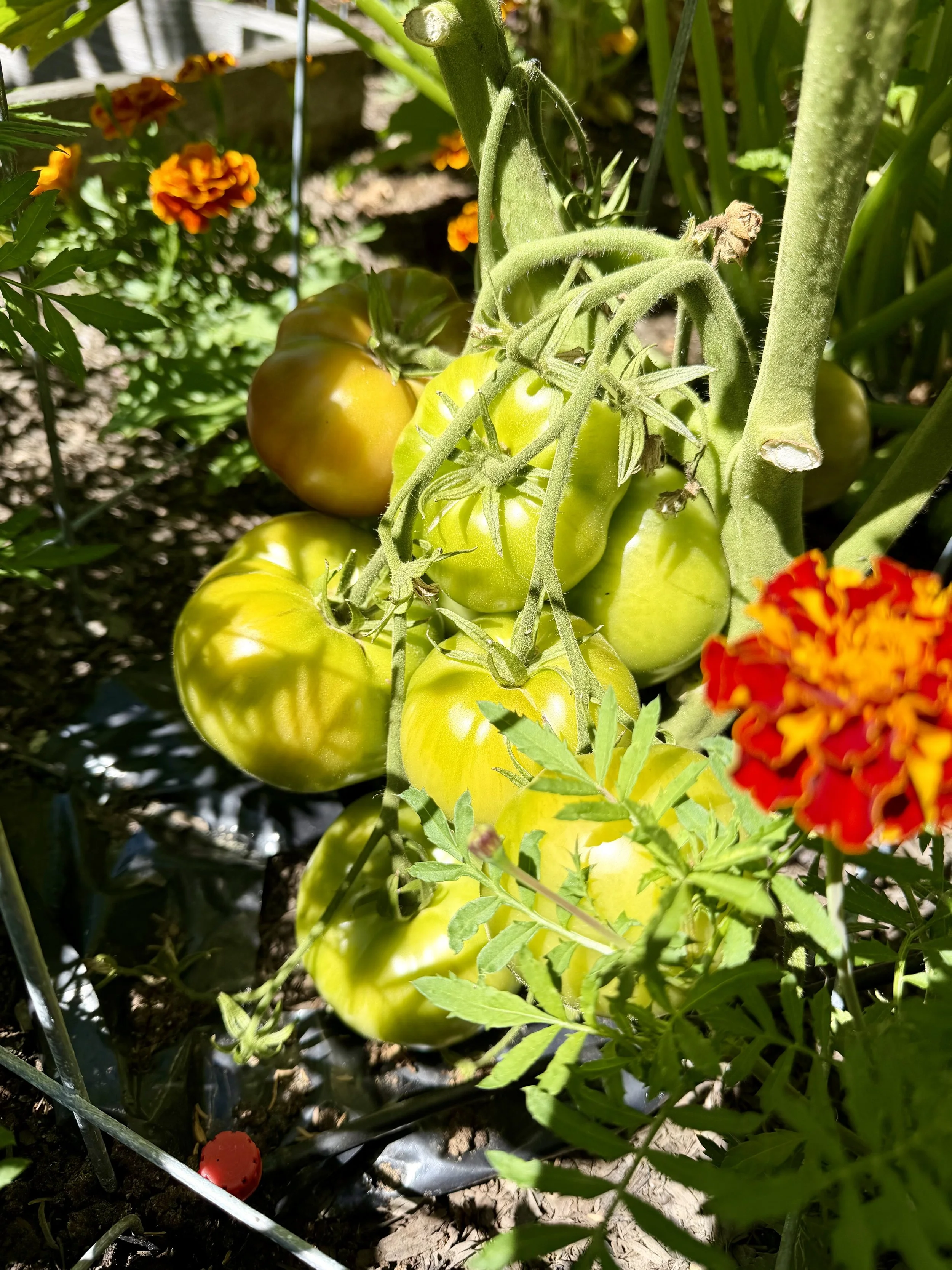 A promising crop of garden tomatoes.
