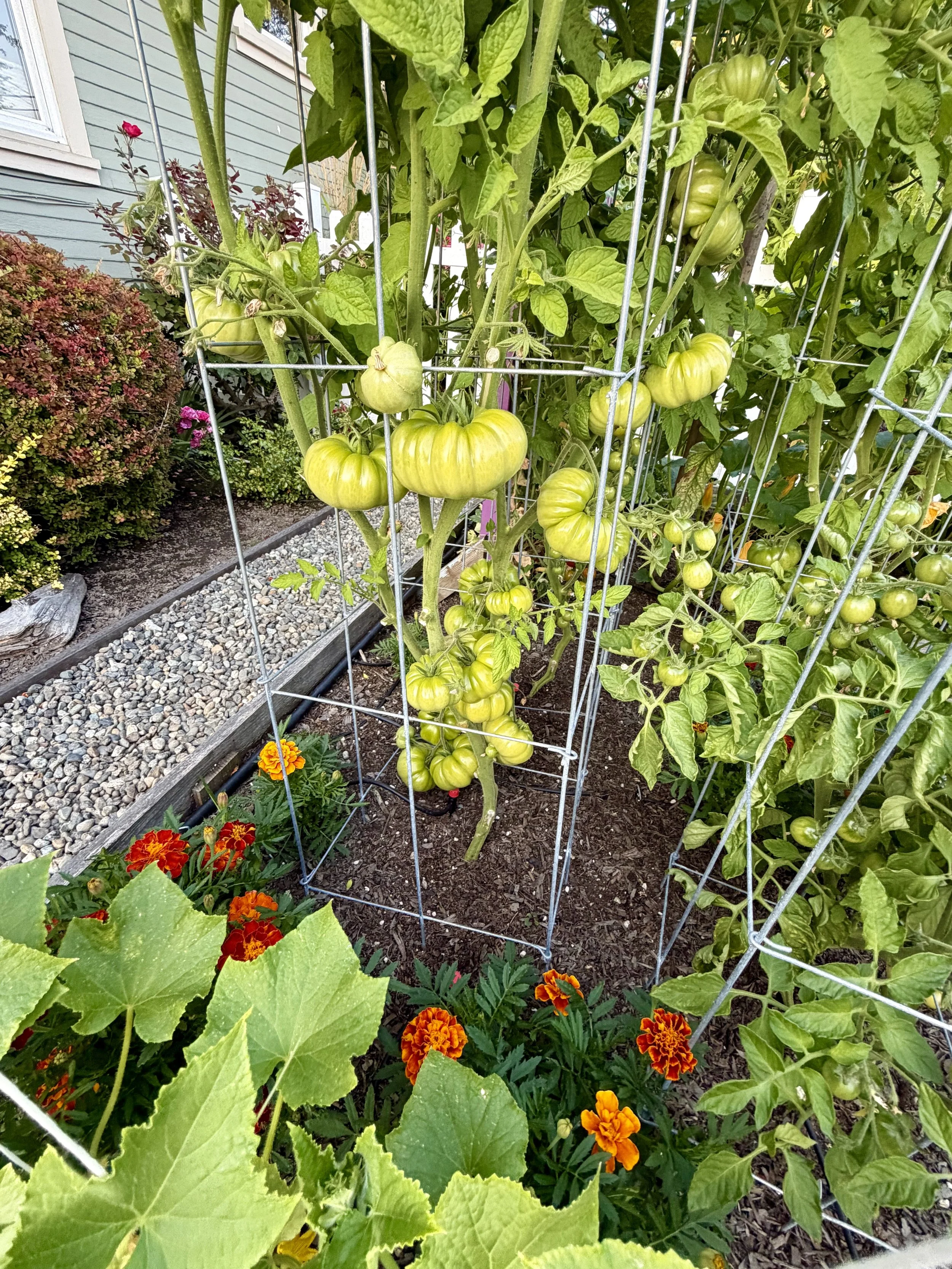 Tomatoes ripening in the summer sun.
