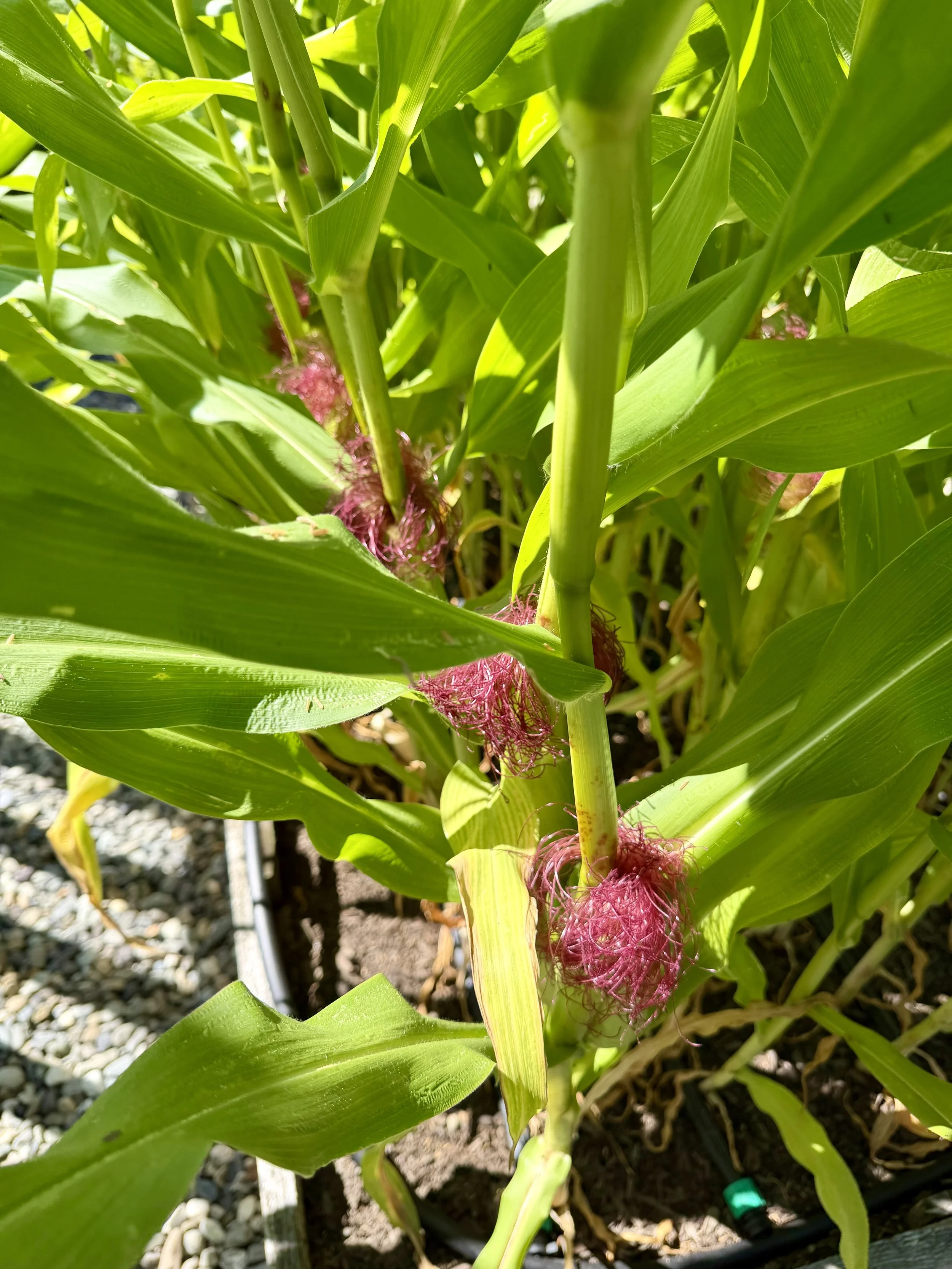 Summer corn thriving in a raised bed.