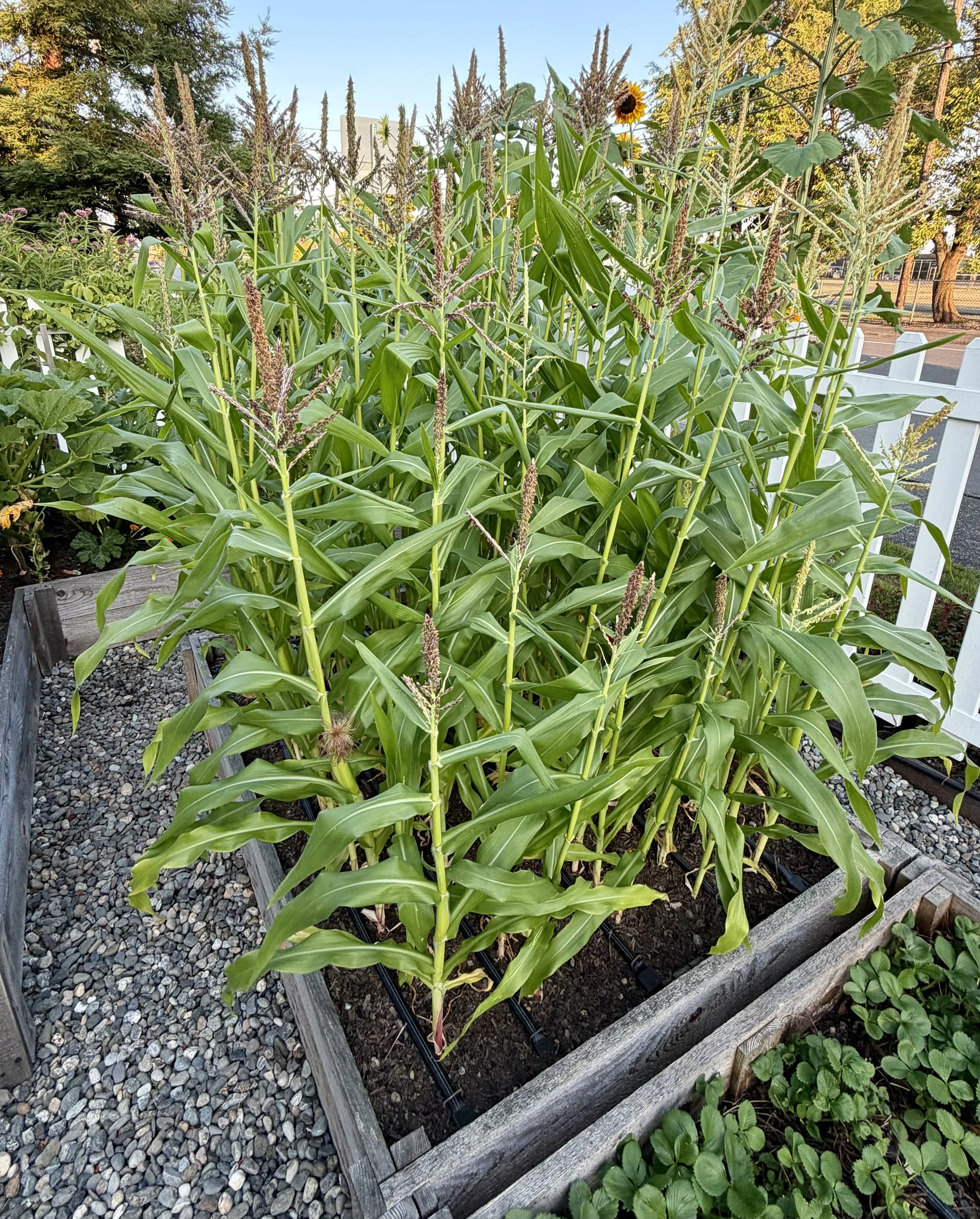 Fresh corn forming in the summer sun.