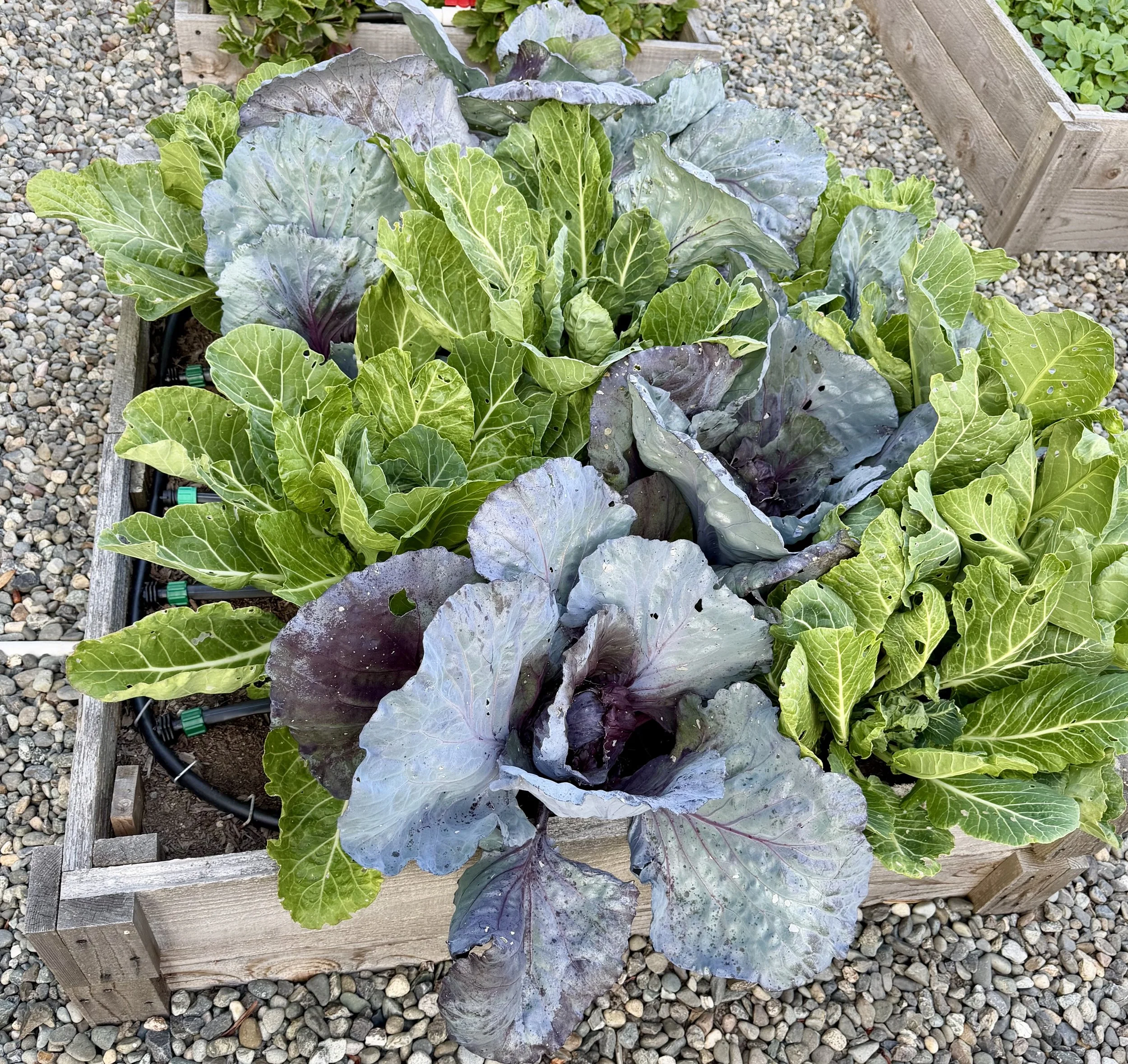 Leafy greens flourishing in a raised bed.