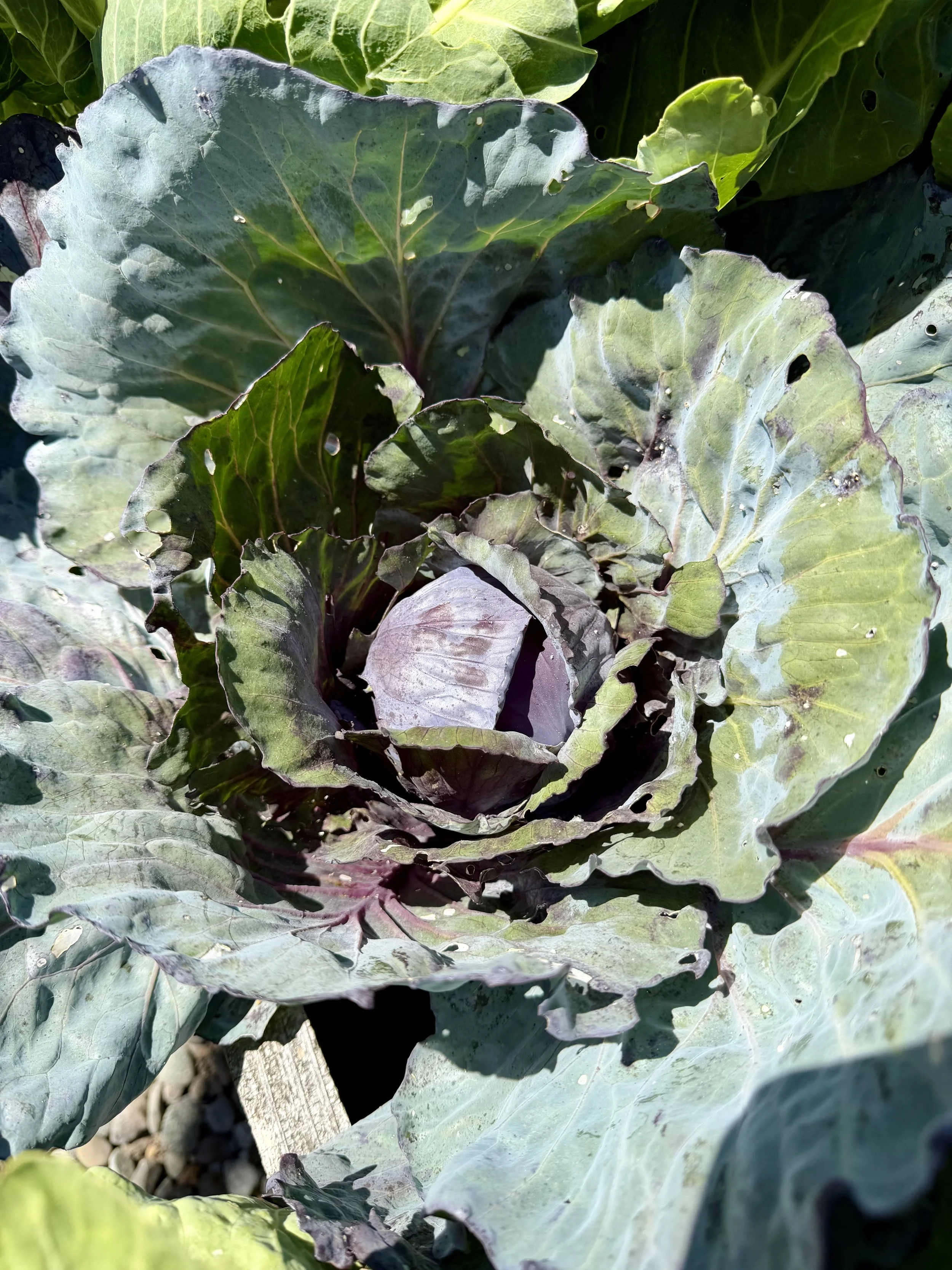 Red cabbage setting heads.