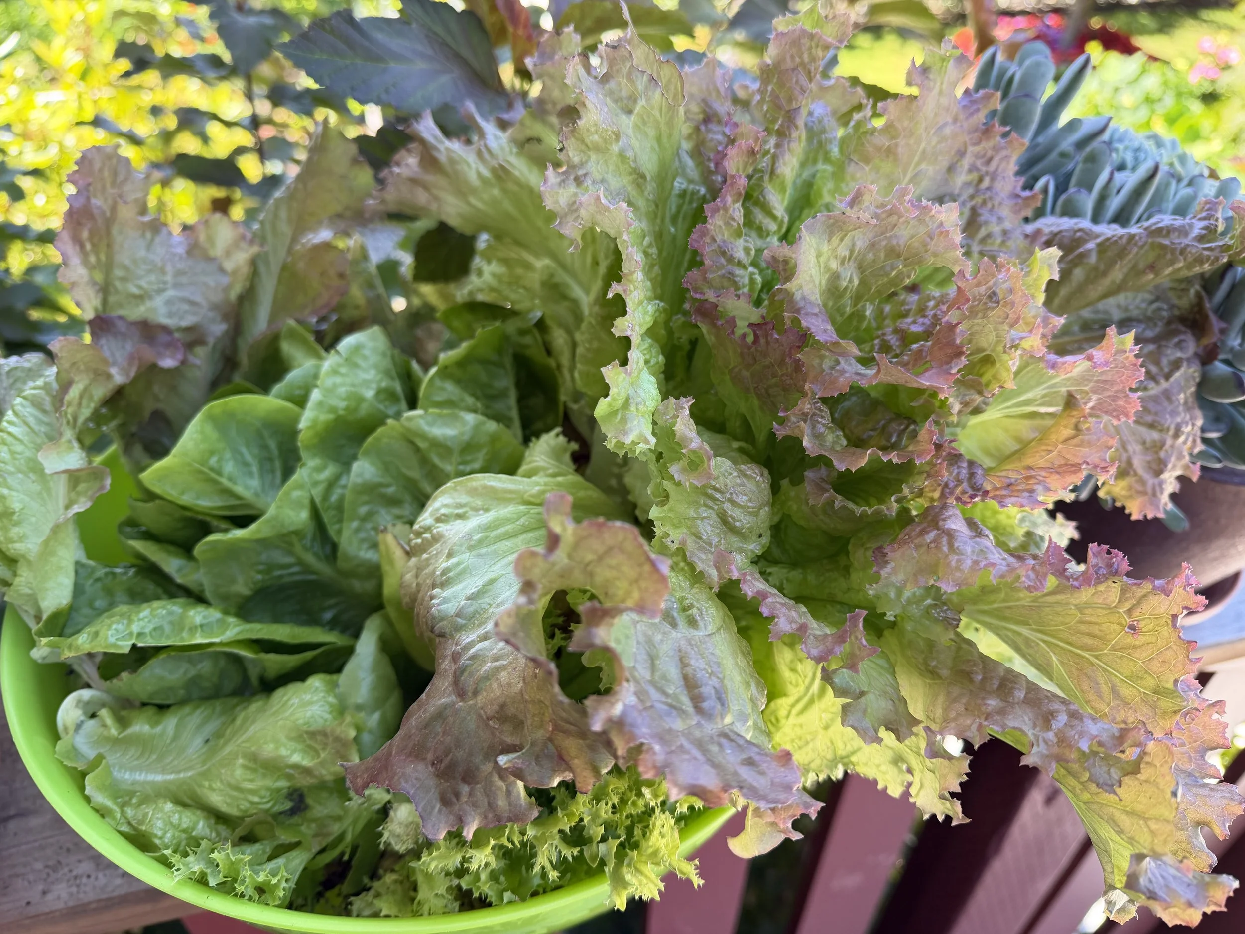 Freshly harvested garden lettuce.