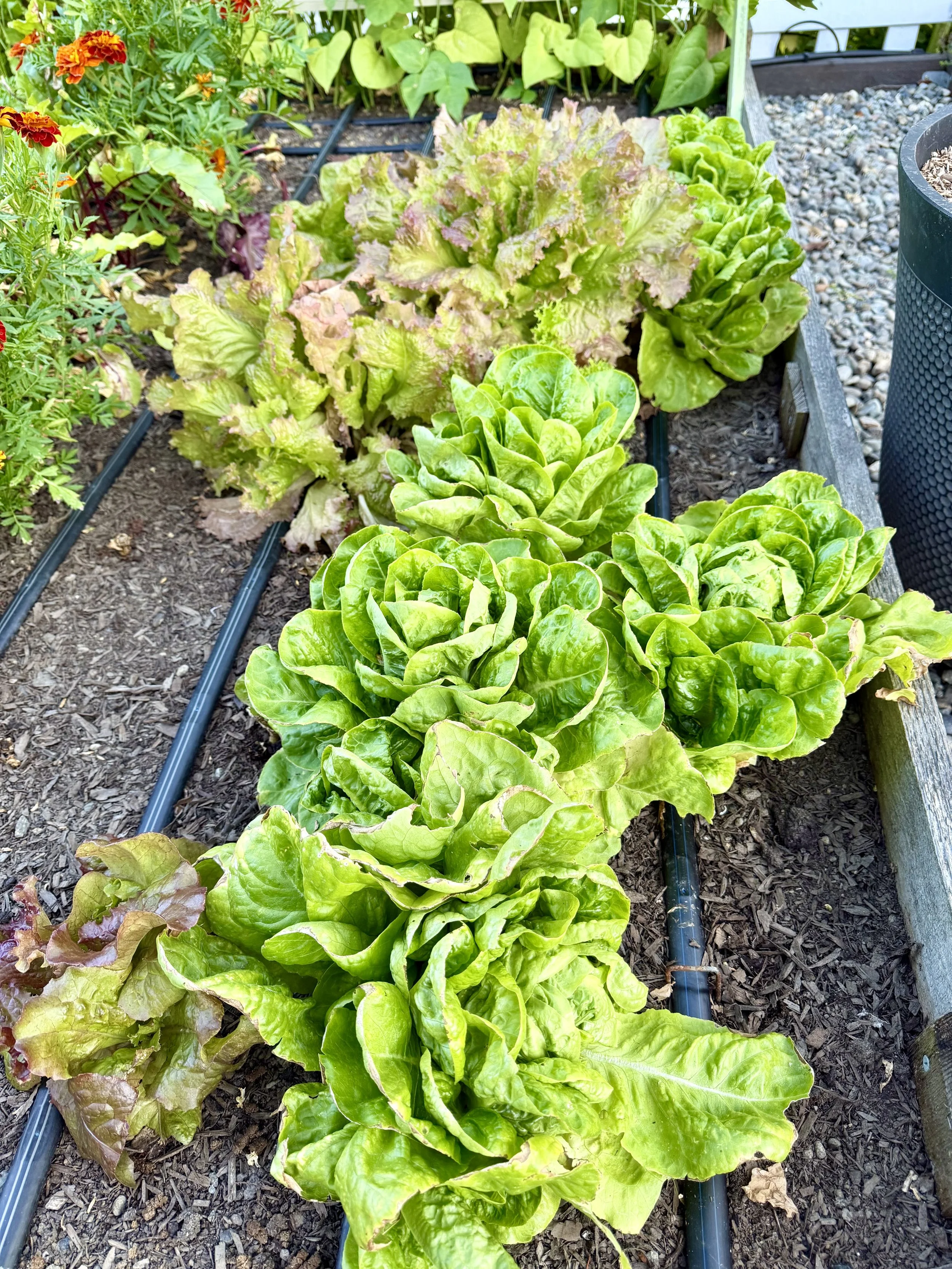 Fresh lettuce flourishing in the garden.