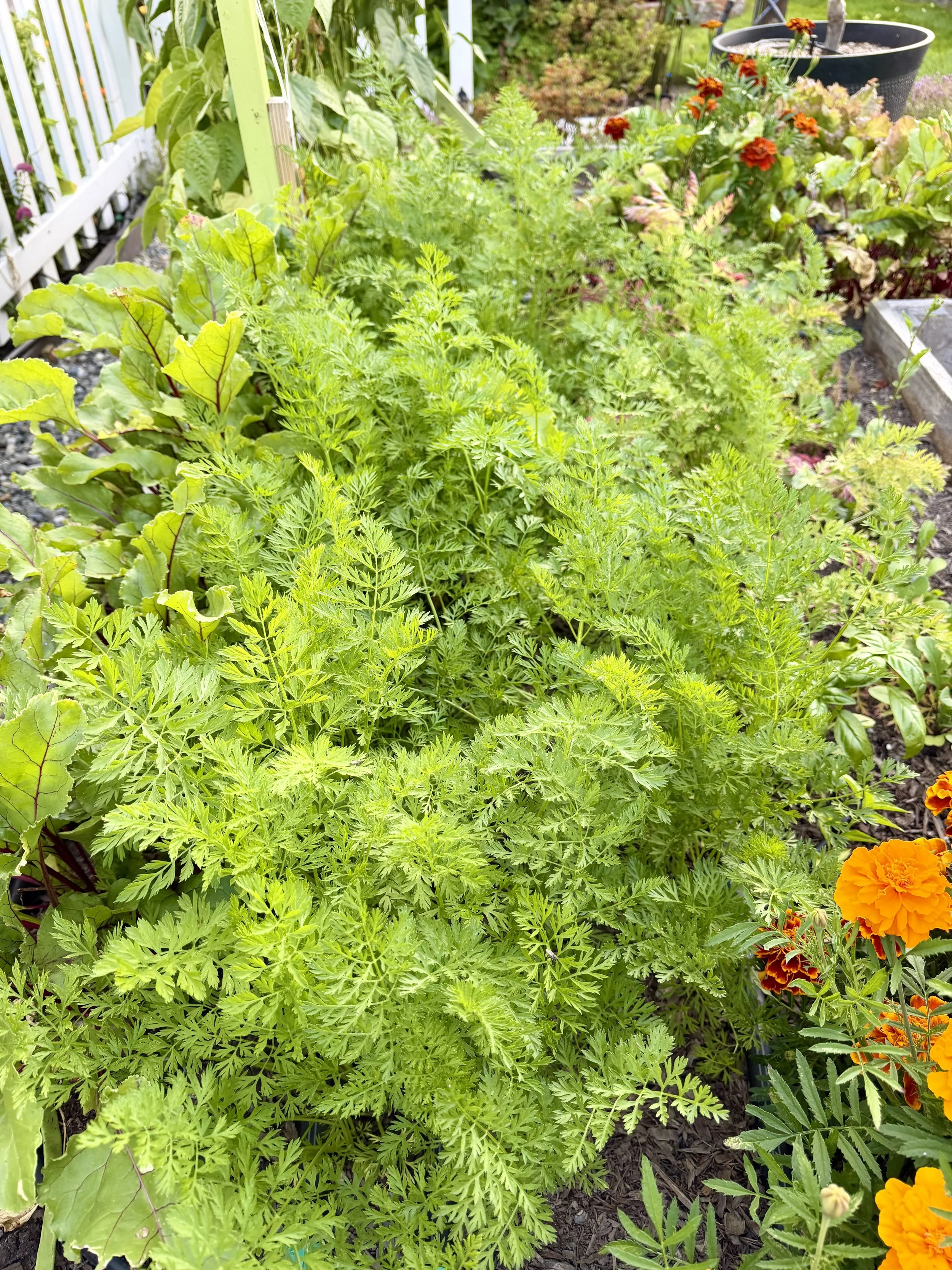 Carrots thriving among summer flowers.