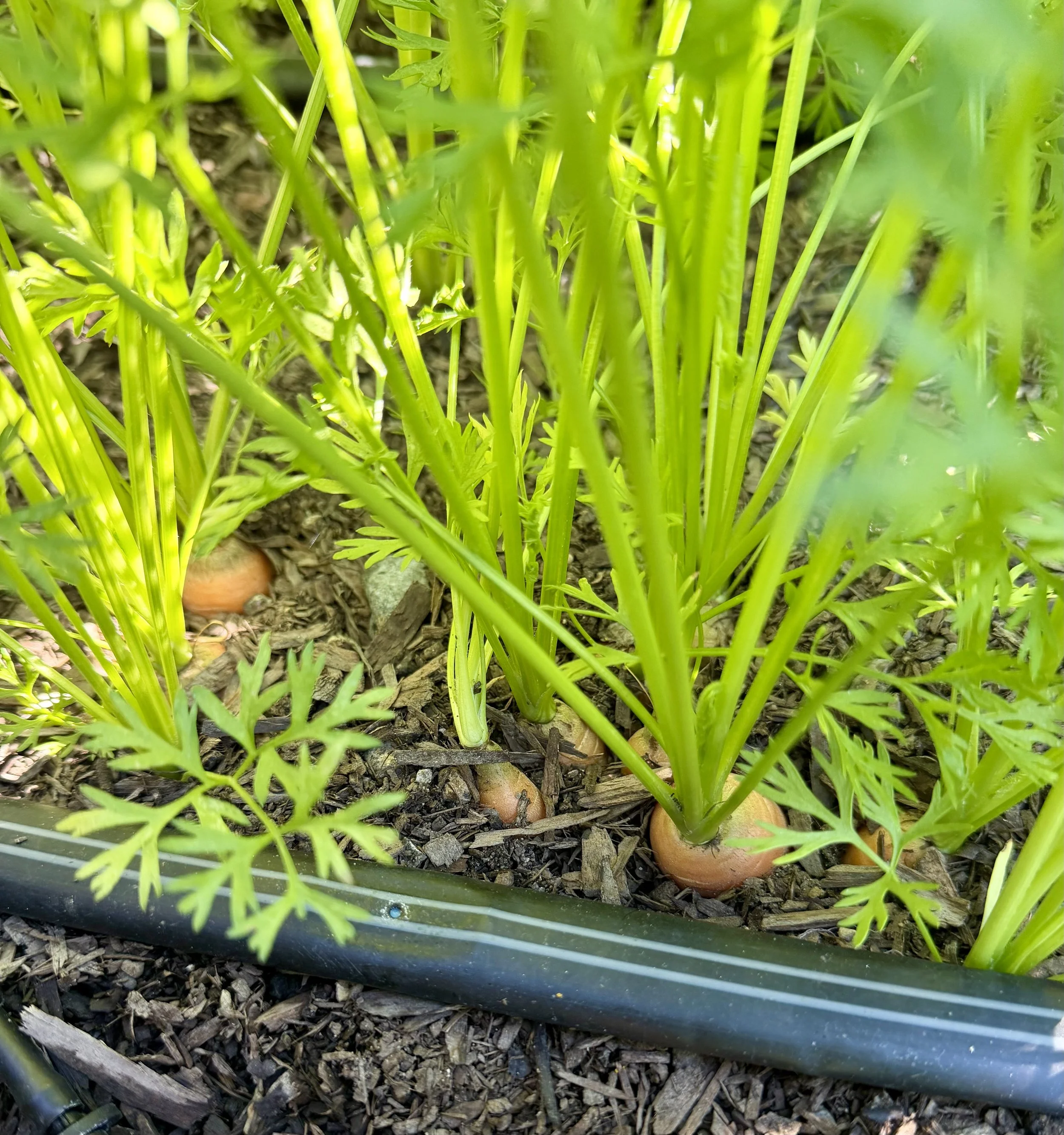 Homegrown carrots ready to pull.