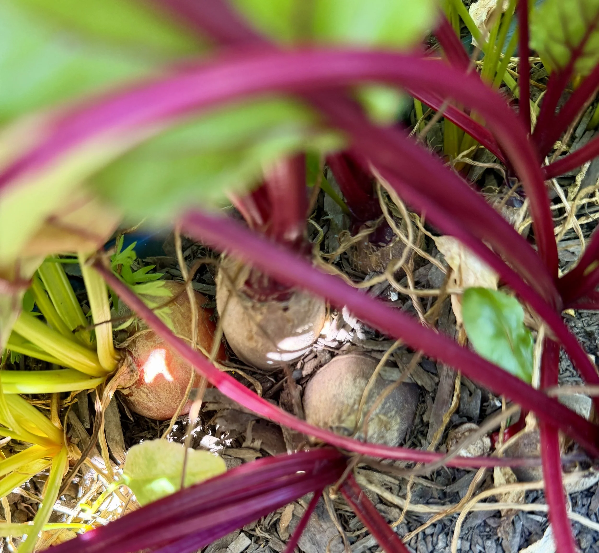 Homegrown beets ready to harvest.