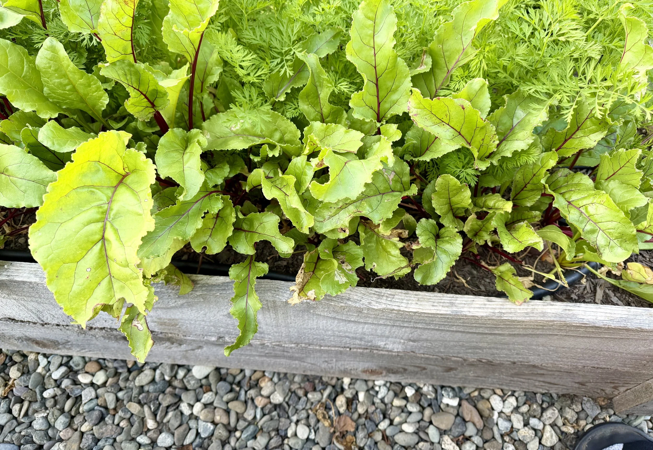 Beet greens thriving in the garden.