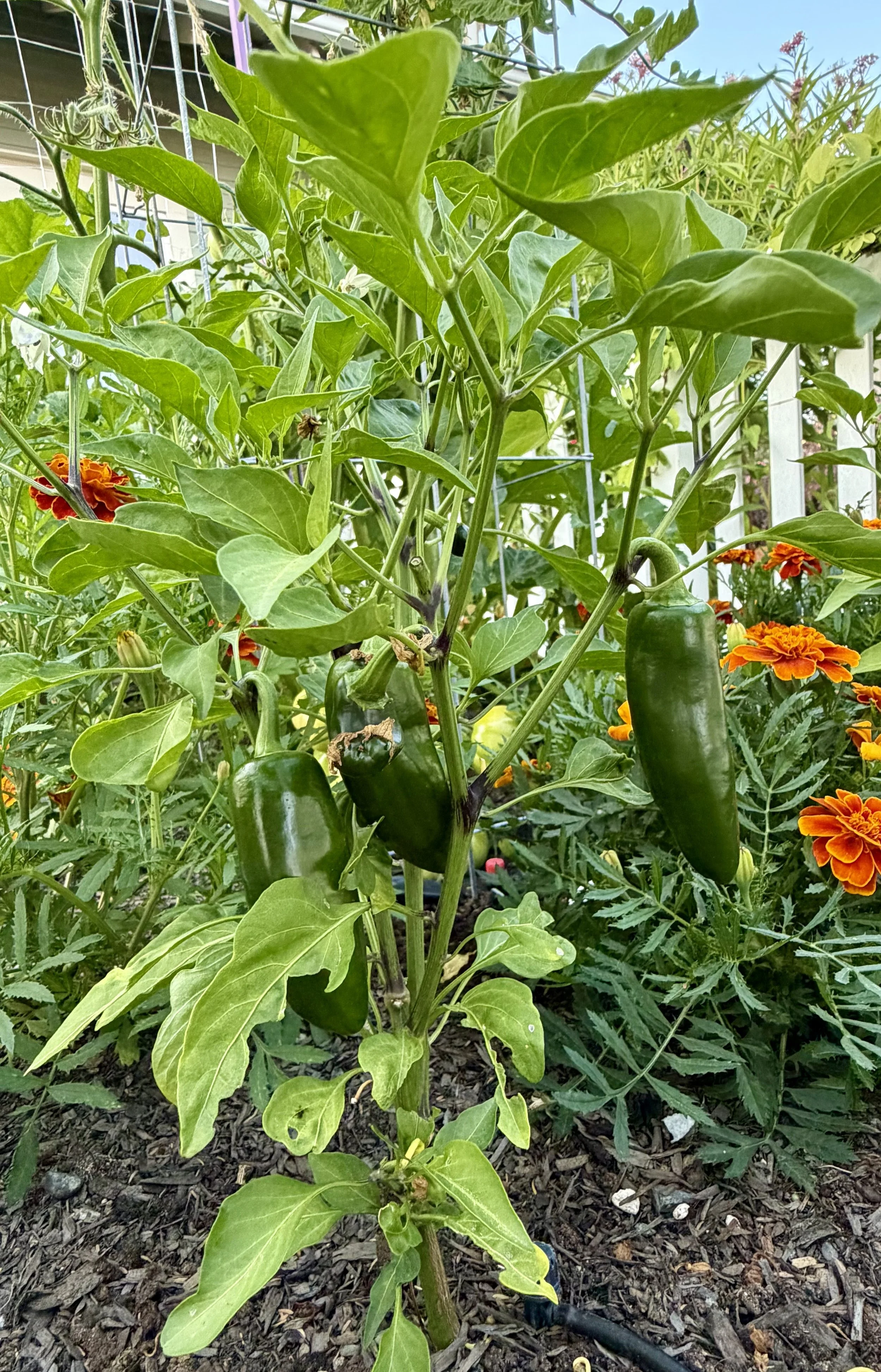 Peppers thriving among summer flowers.