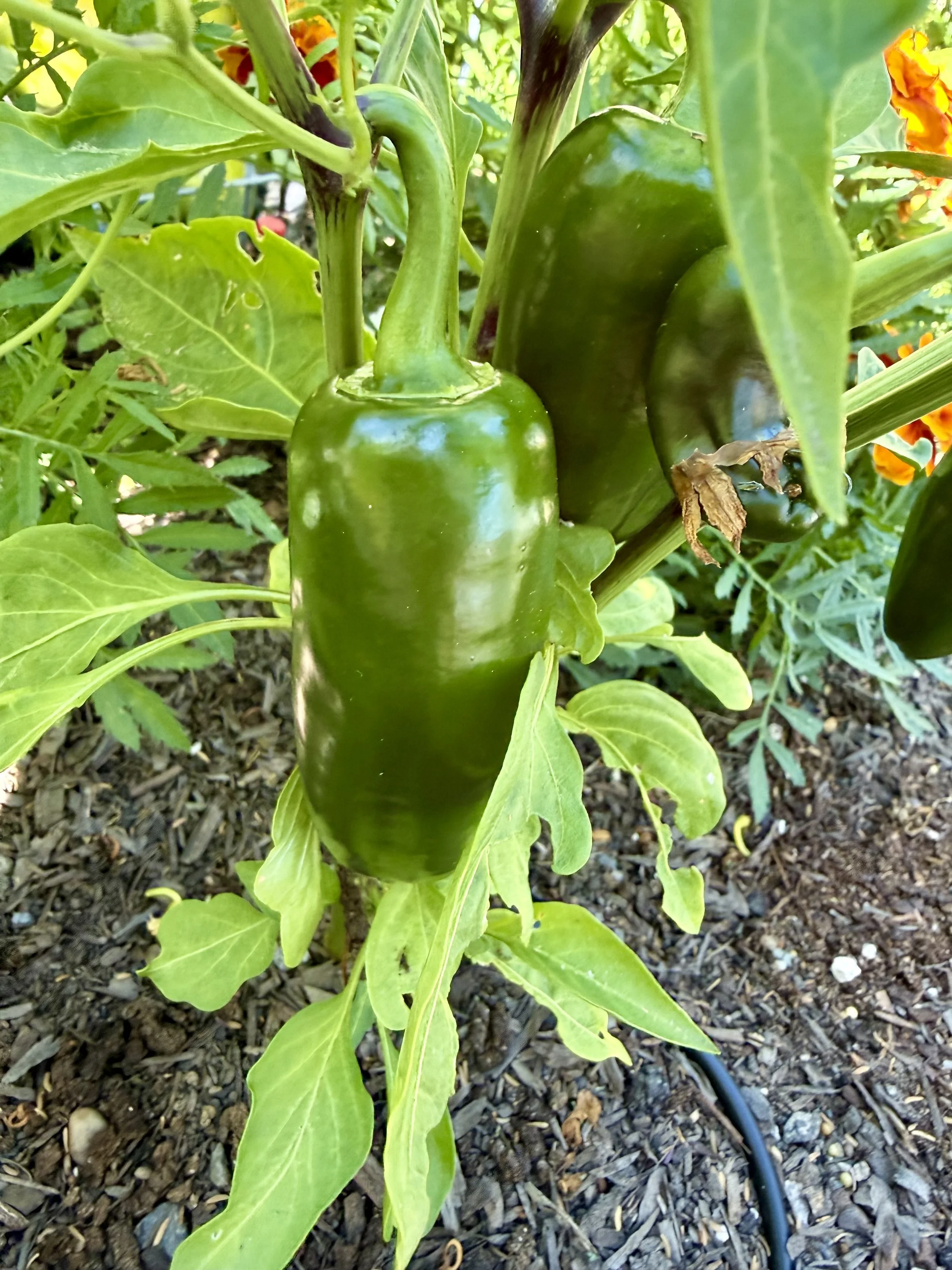 Fresh peppers ready for picking.