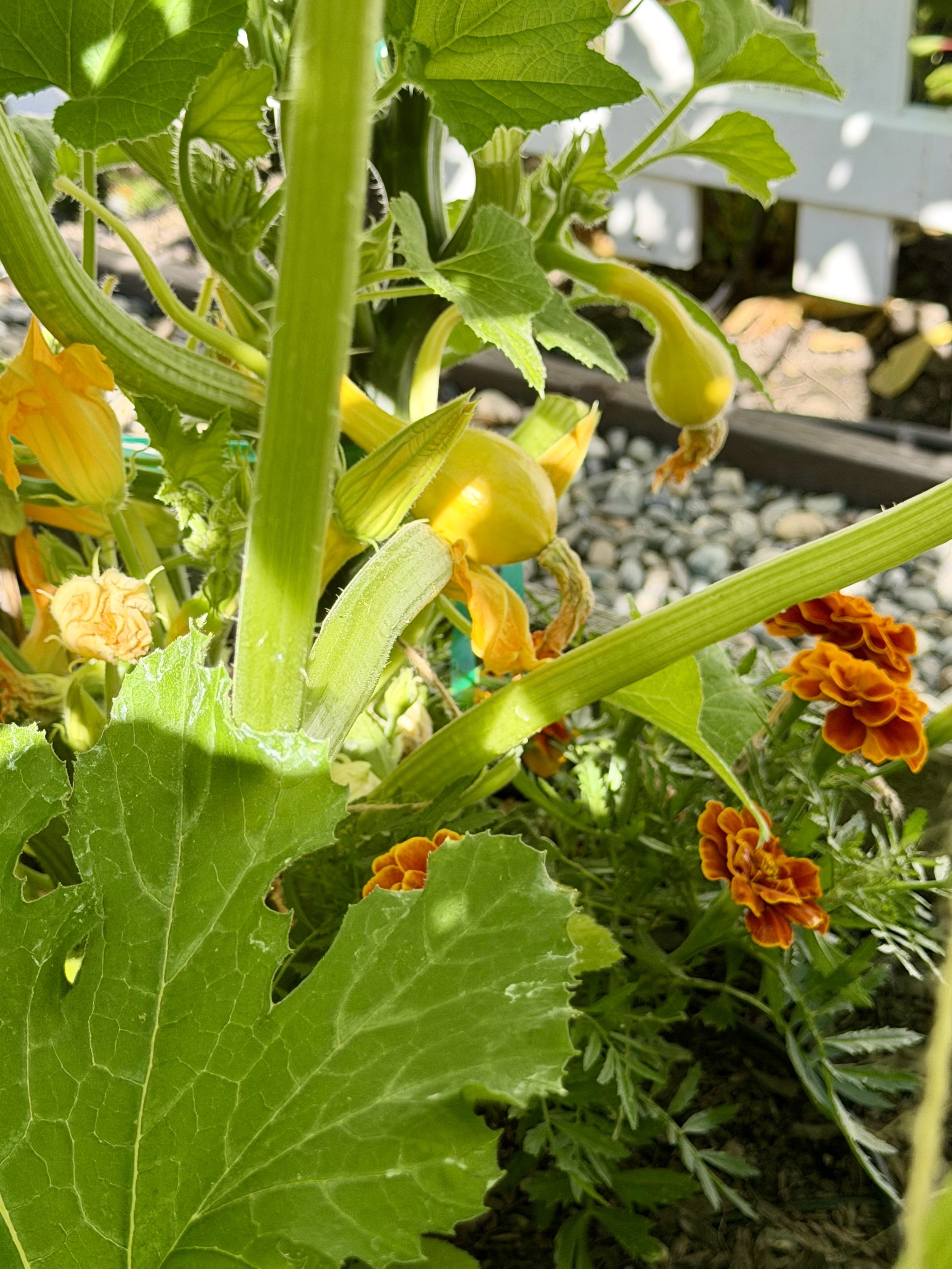 Golden squash beginning to grow.