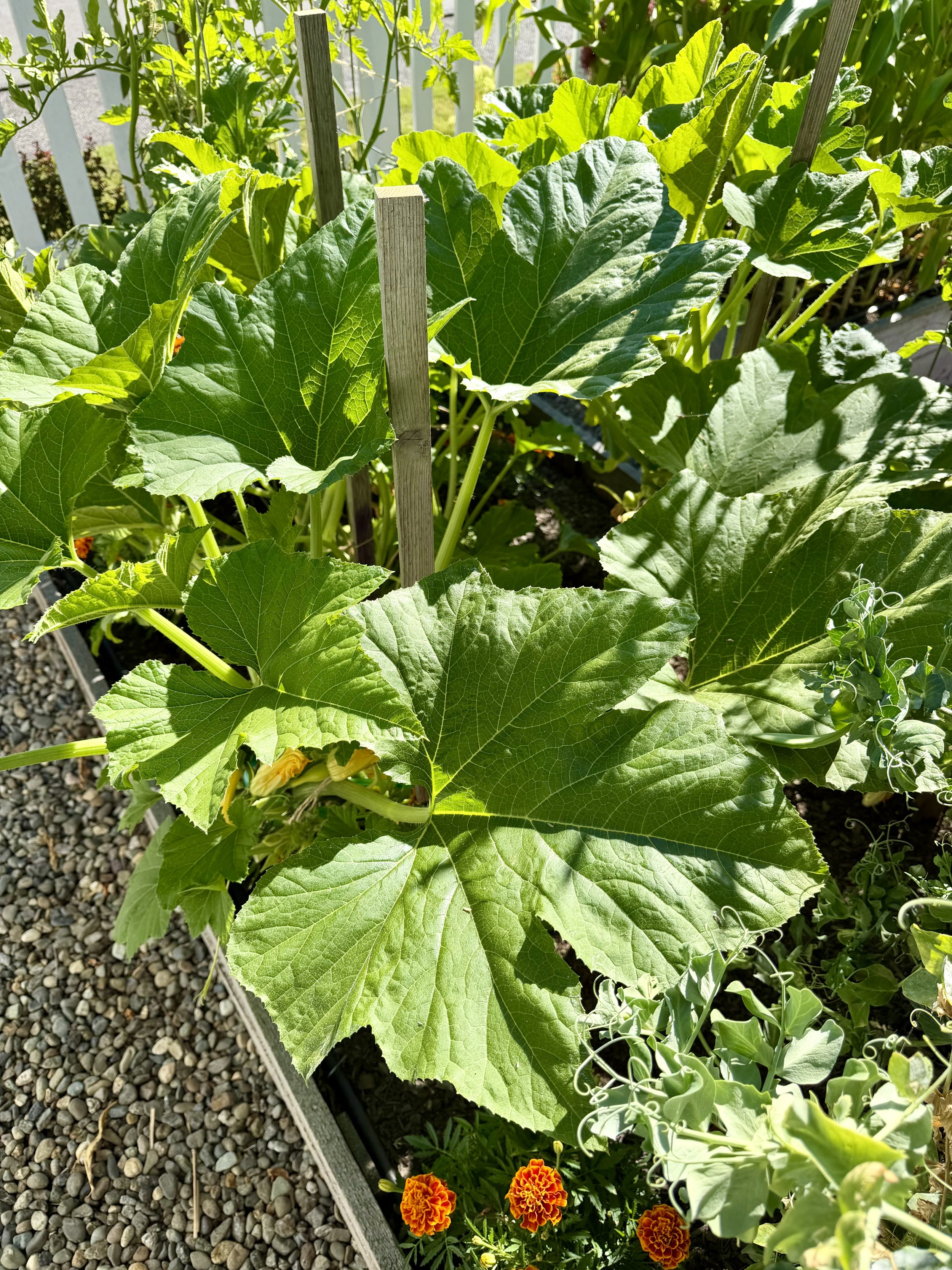 Summer squash flourishing in the garden.