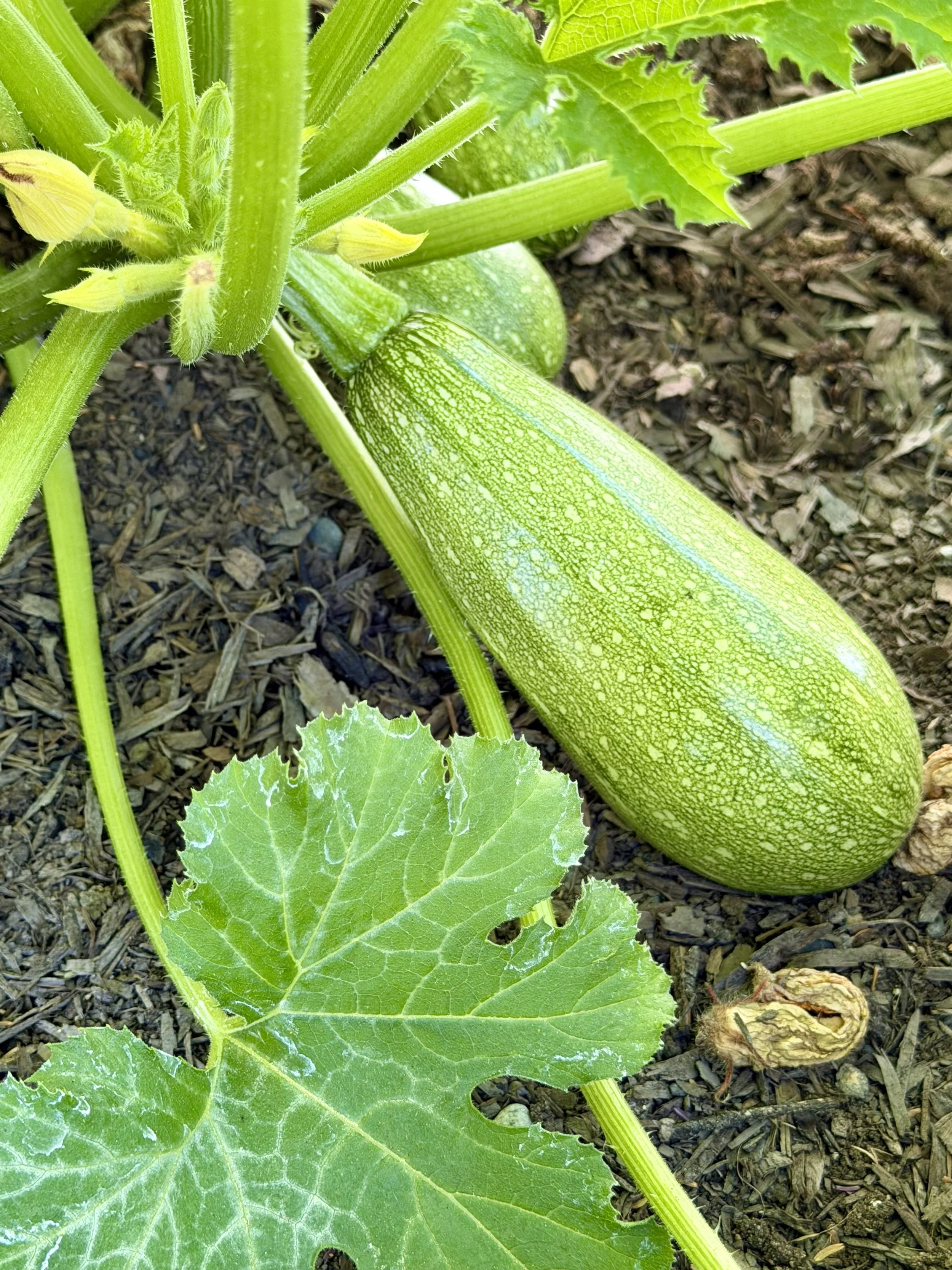 Homegrown zucchini ready to pick.