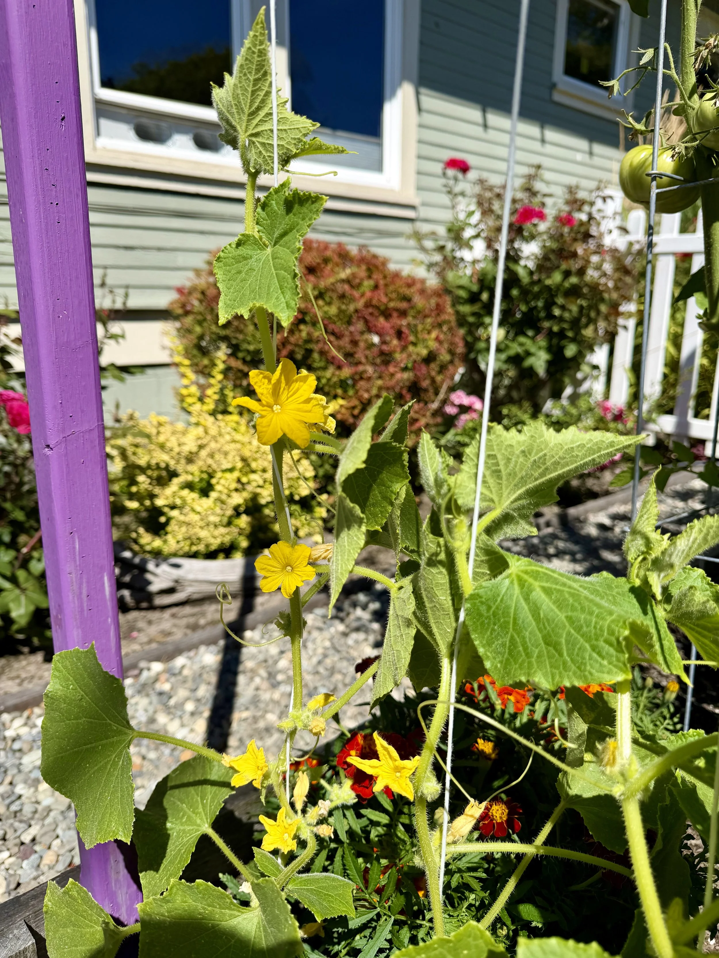Cucumber vines blooming in the sun.