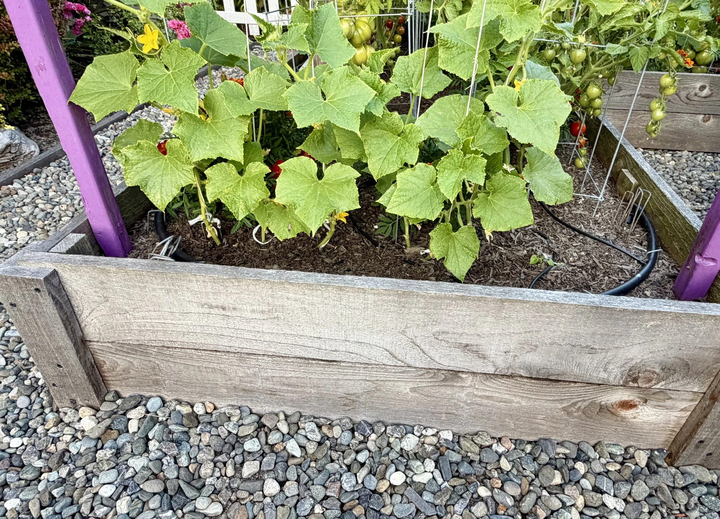 Cucumber vines thriving in a raised bed.