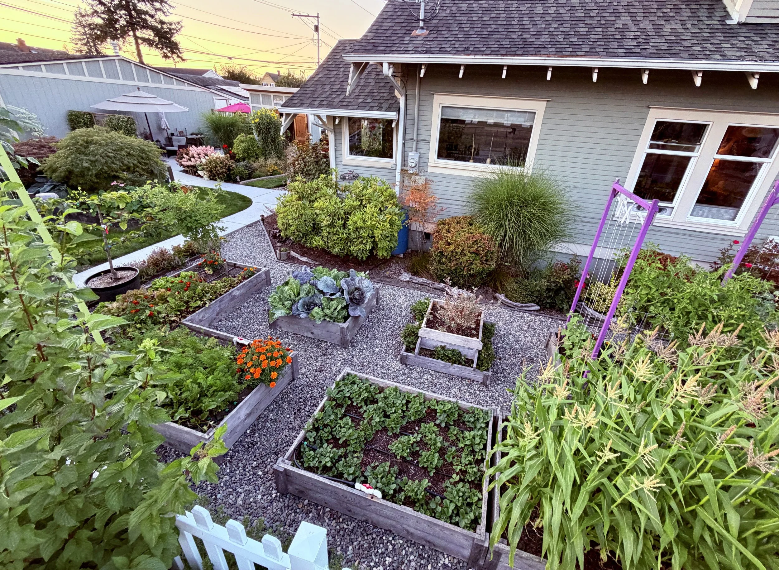 A flourishing edible garden at sunset.