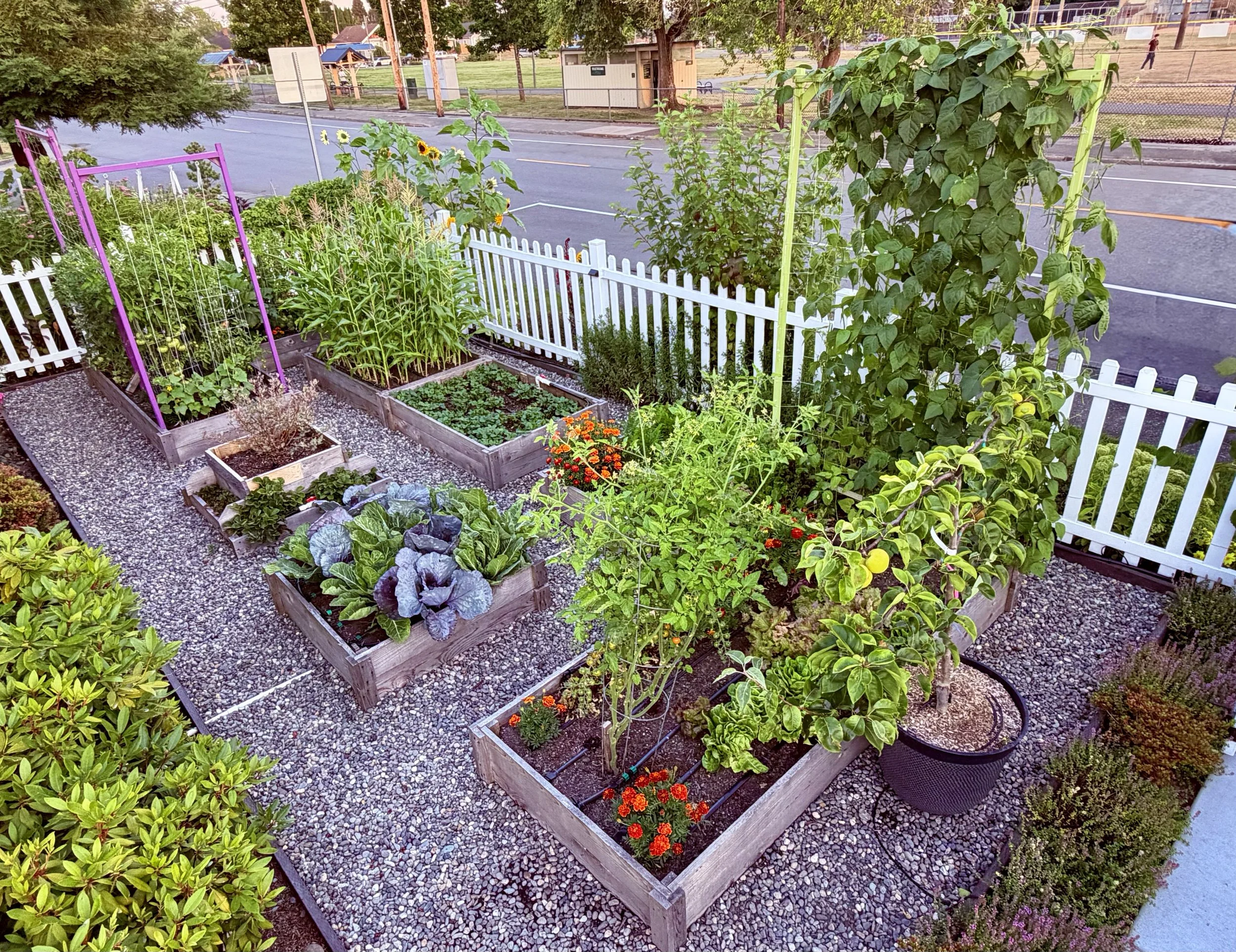 Mid-Summer Garden Update Part 1: The Vegetable Garden 