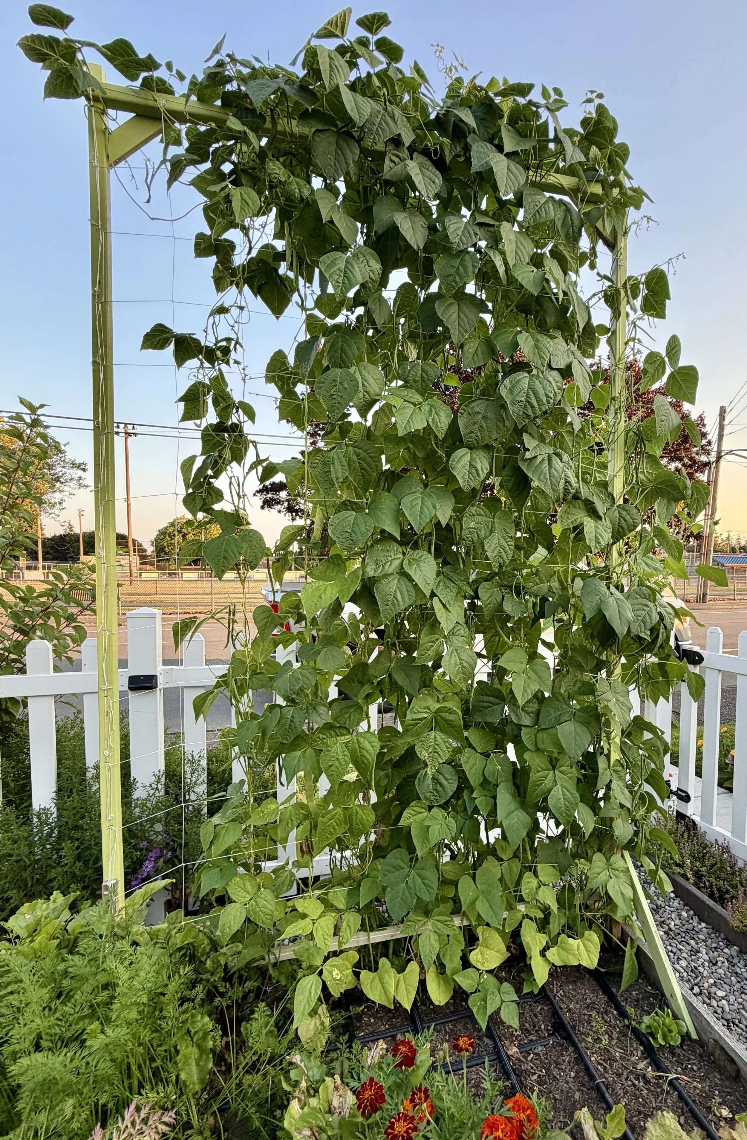Bean vines reaching new heights.