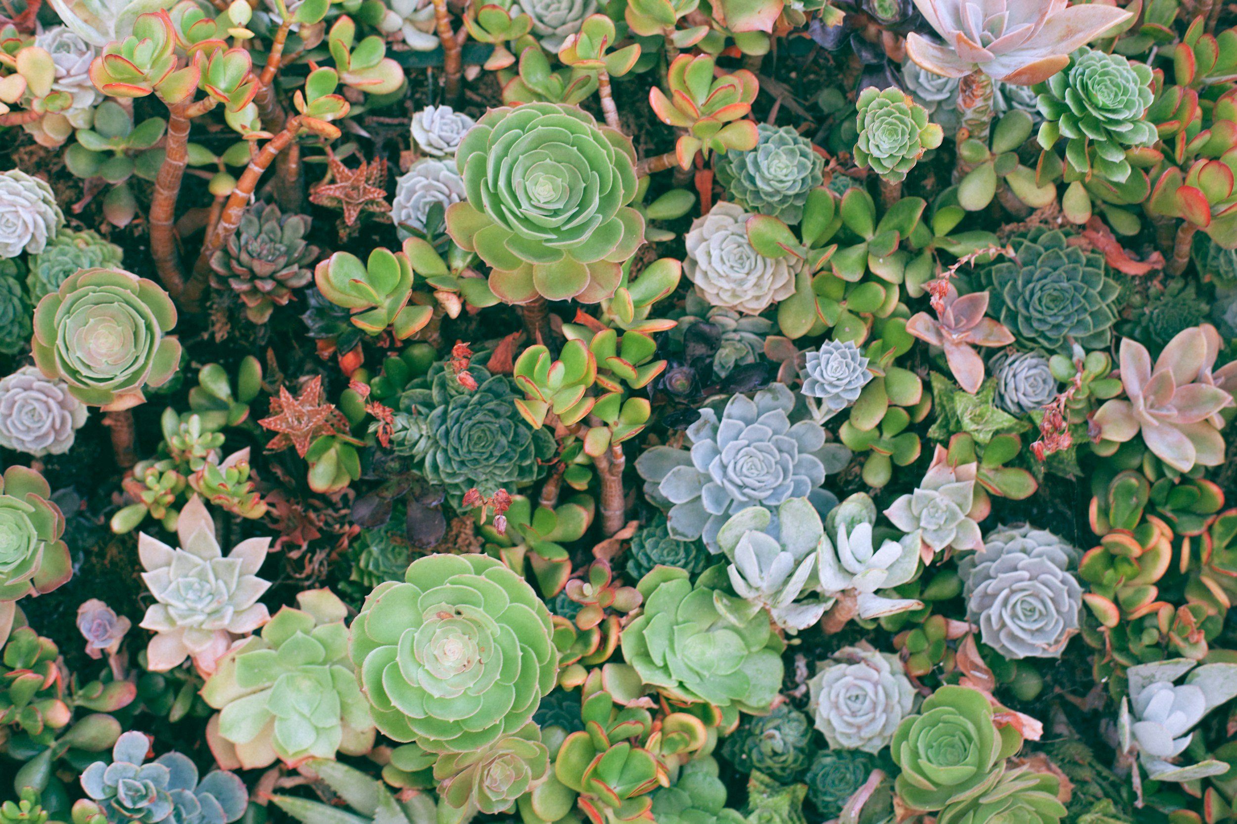 Colorful Succulents in the Summer Garden