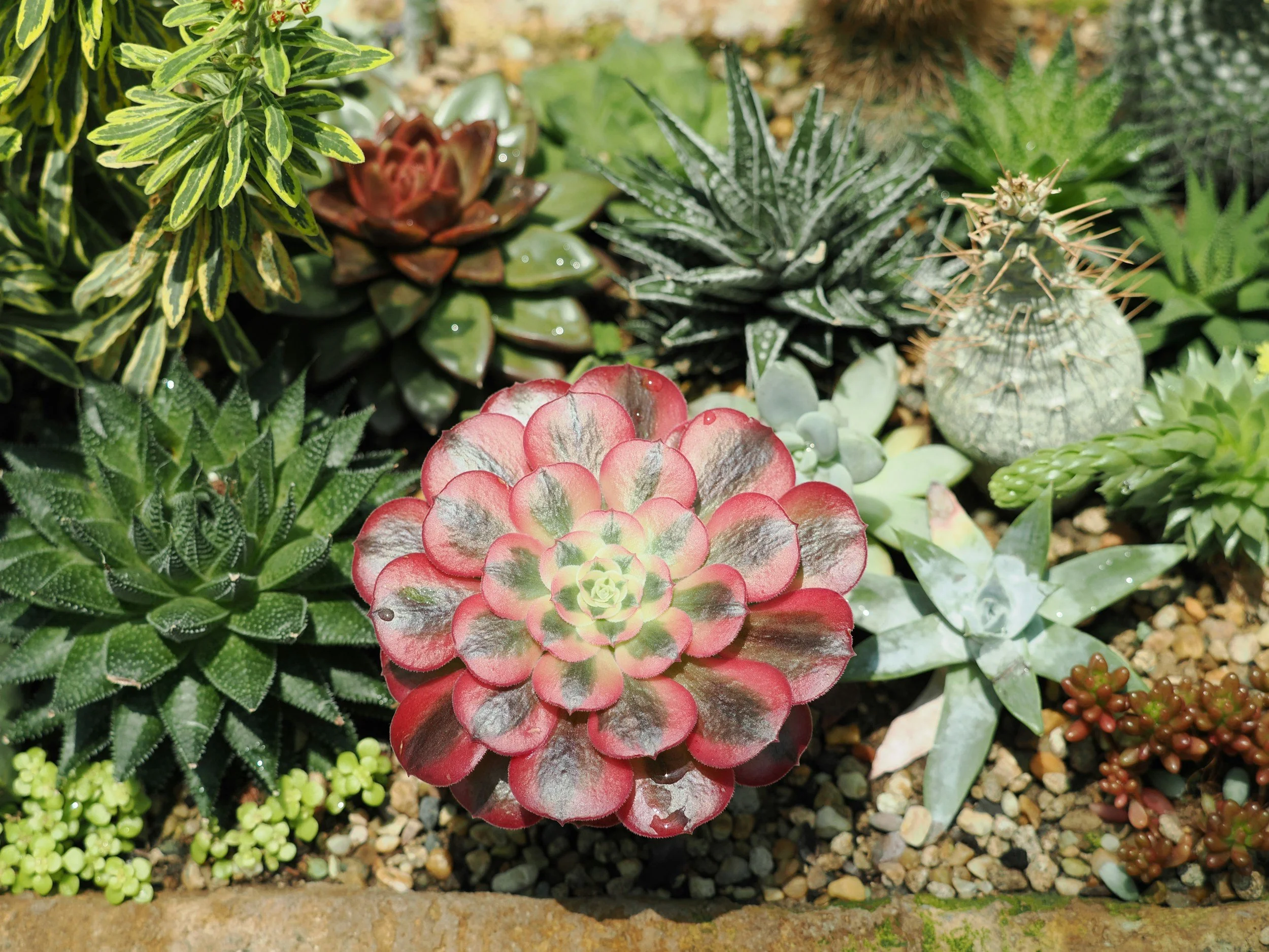 Growing Succulents in the Pacific Northwest