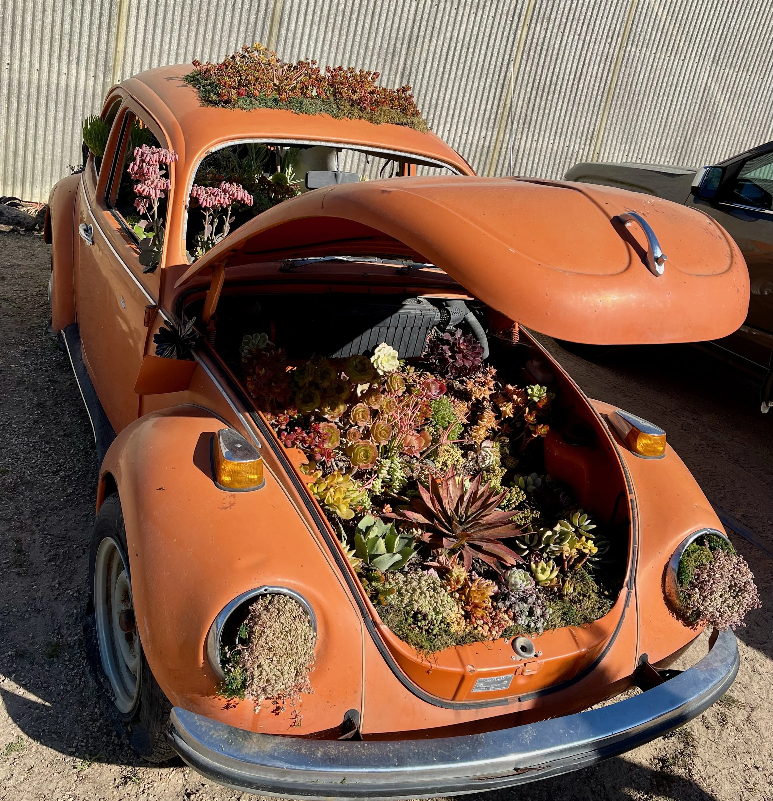 Succulent Garden in a Vintage Volkswagen Beetle